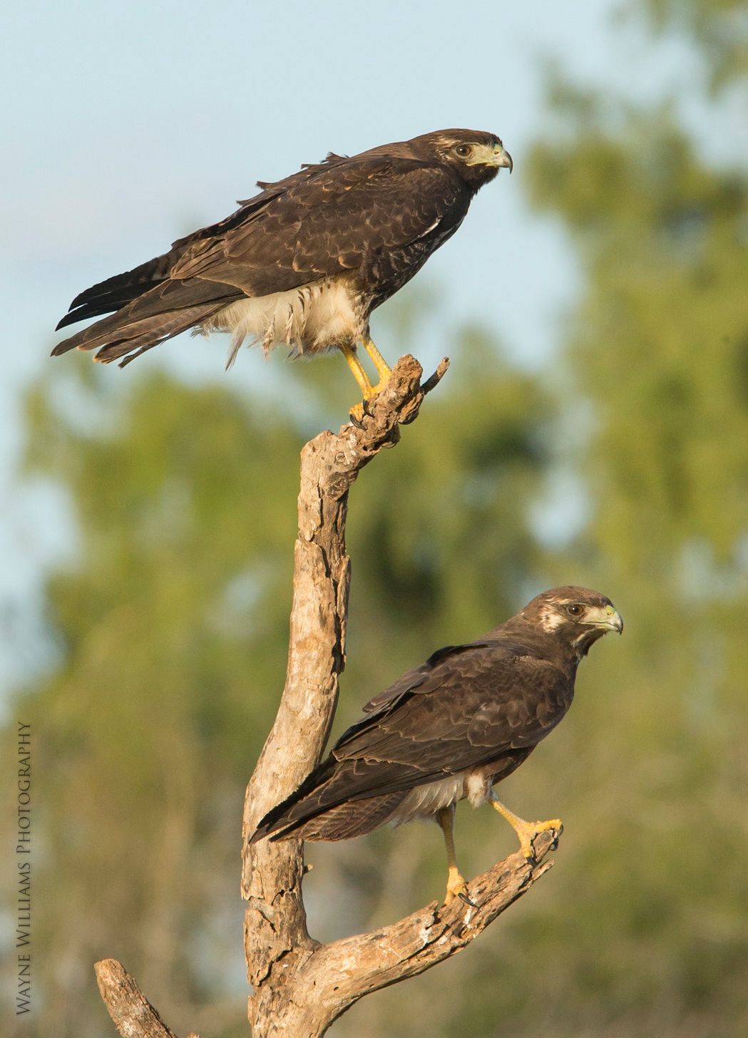 Two birds are perched on a tree branch.