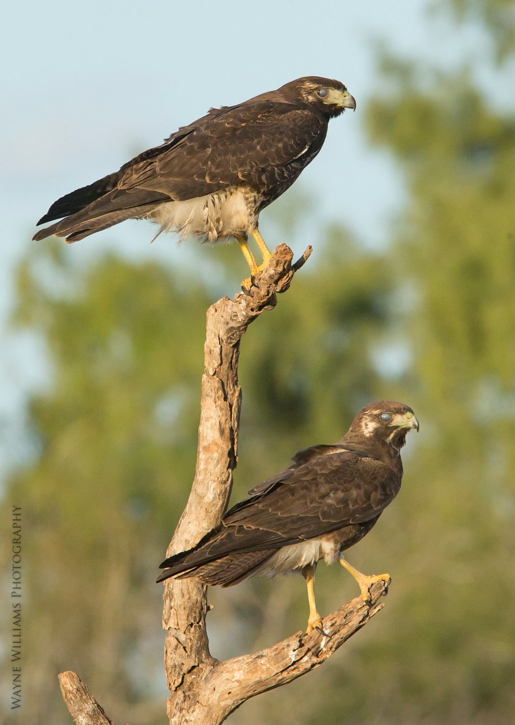 Two birds are perched on a tree branch.