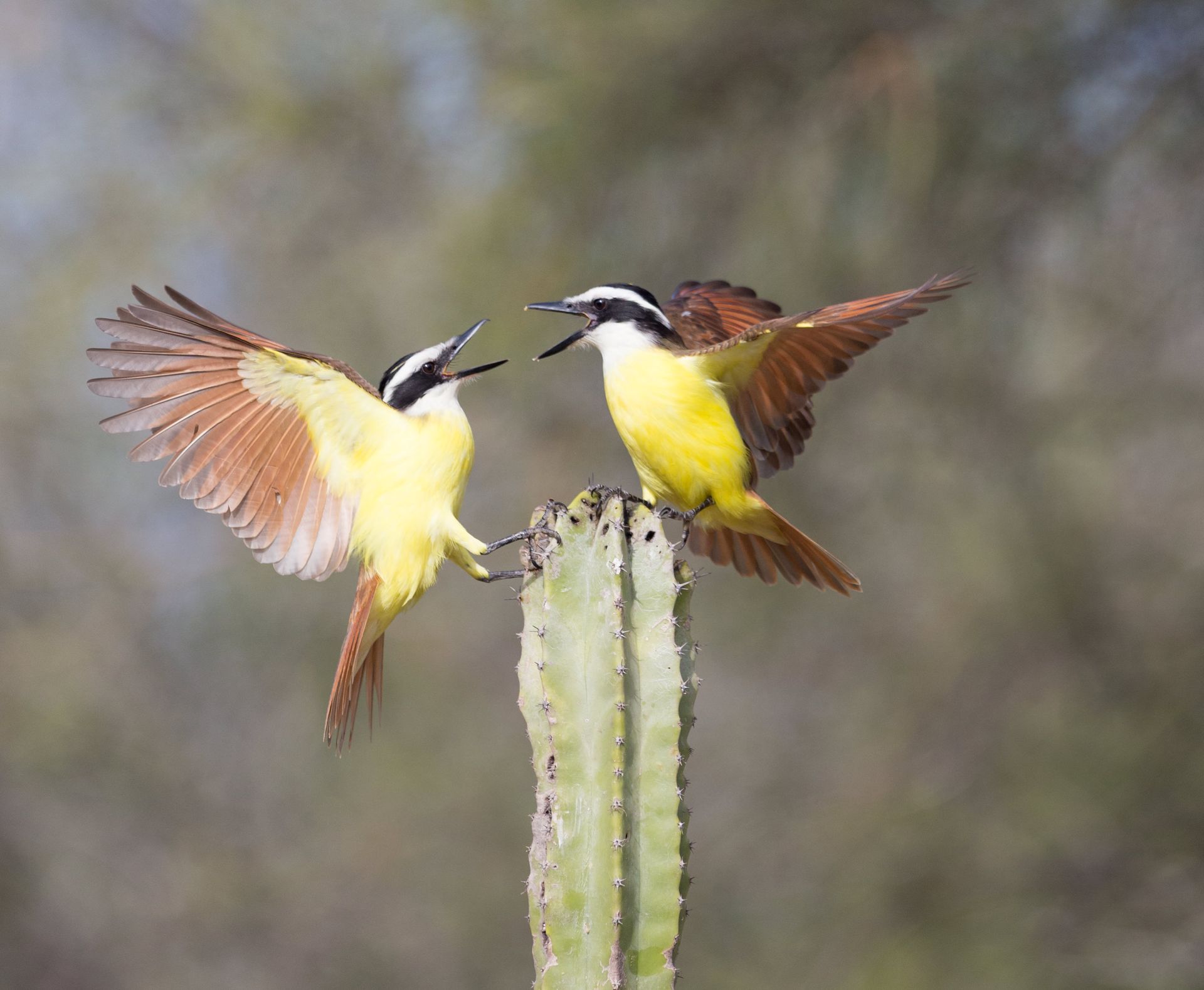 Two birds are perched on top of a cactus.