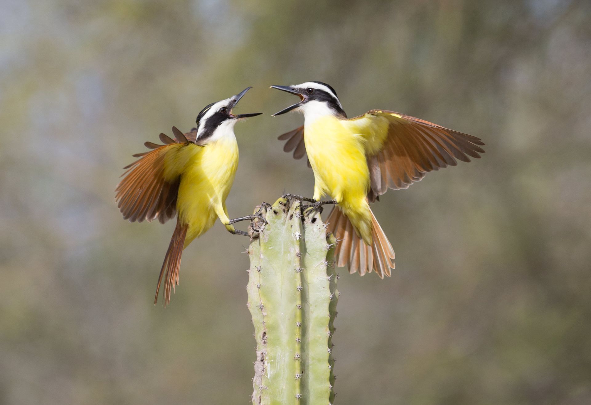 Two birds are perched on top of a cactus.