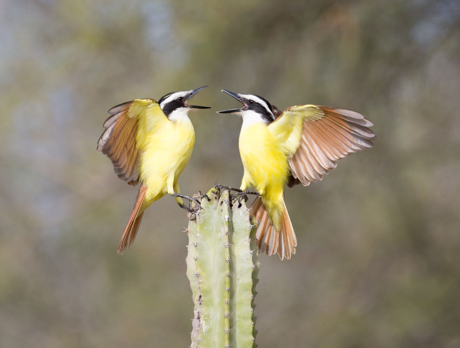 Two birds are perched on top of a cactus.