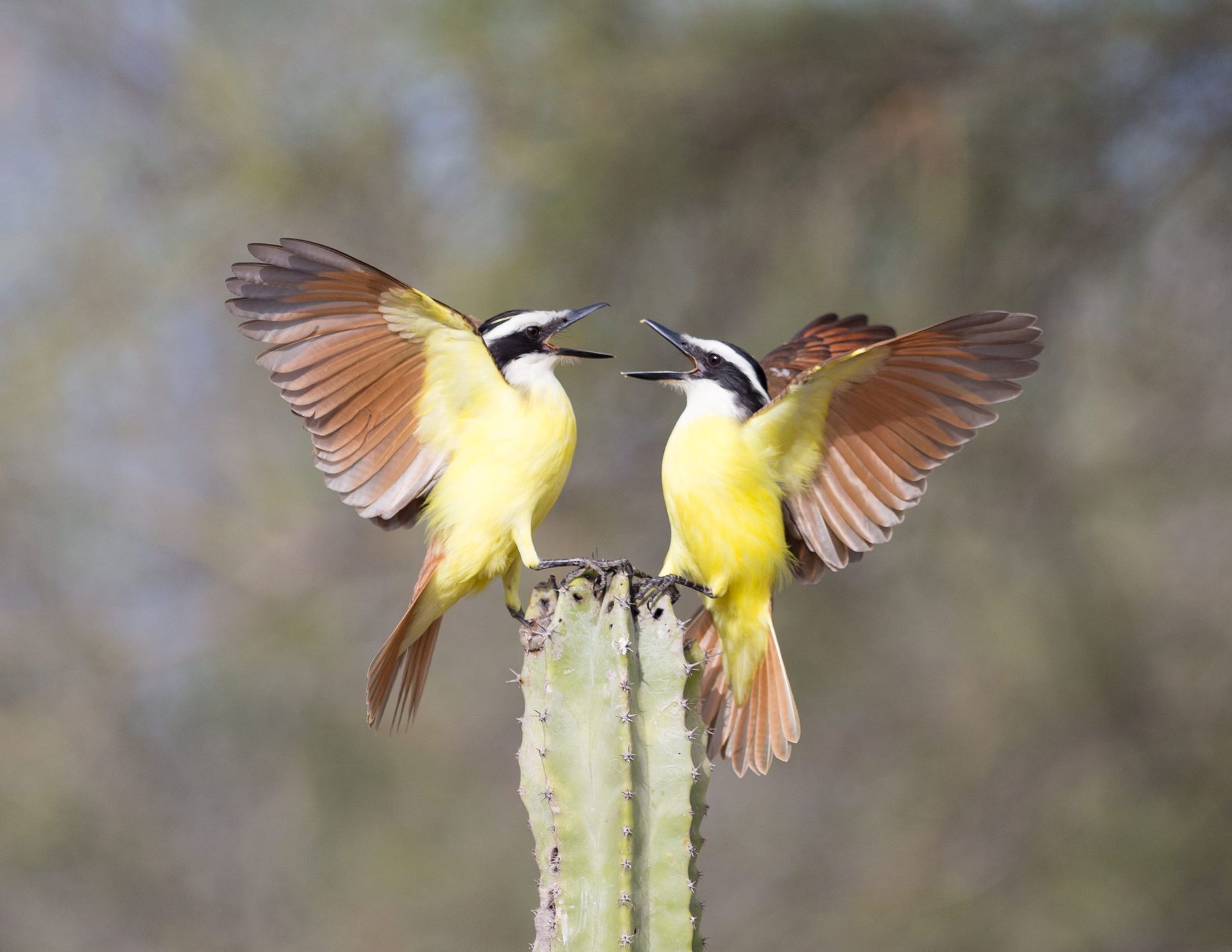 Two birds are perched on top of a cactus.