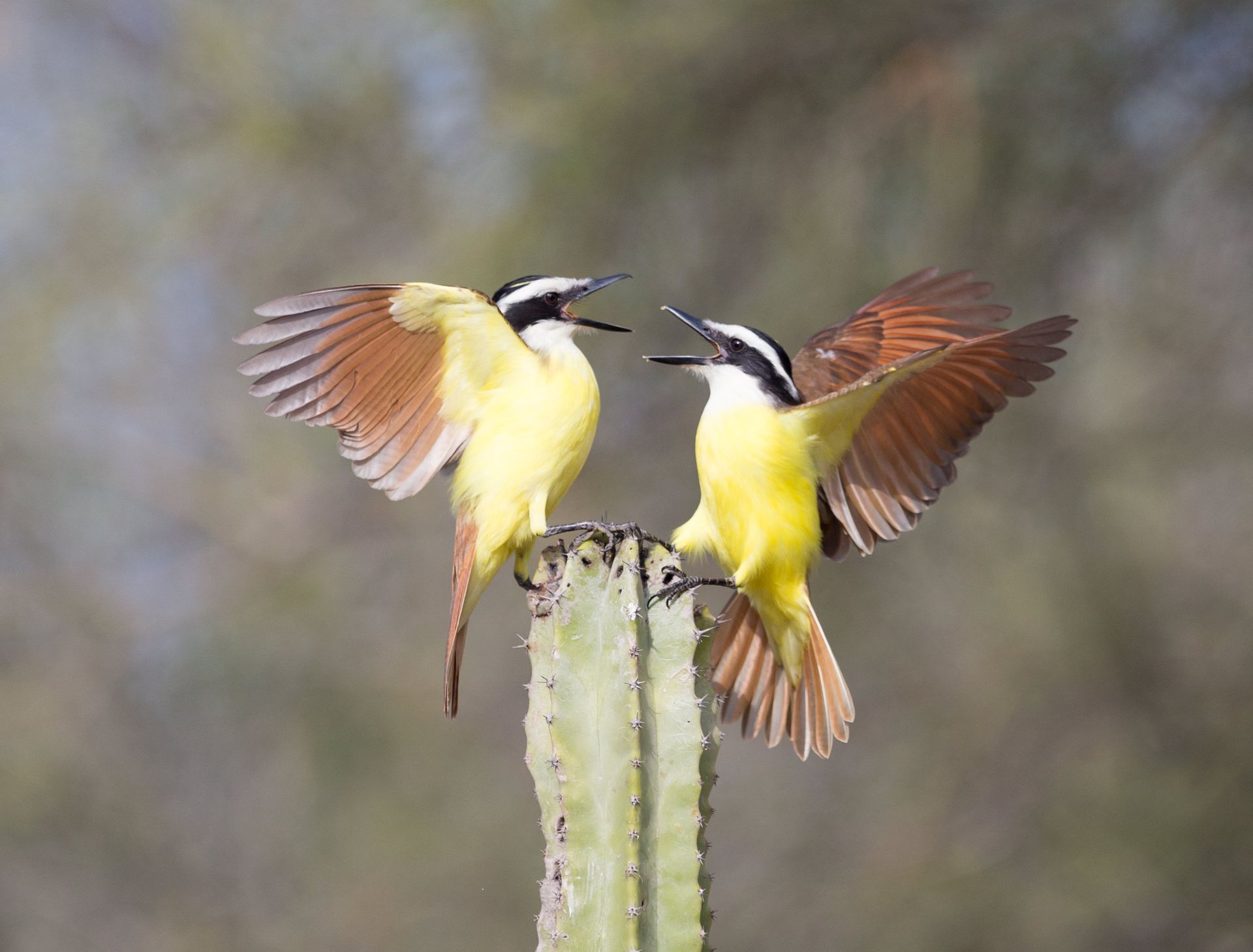 Two birds are sitting on top of a cactus.