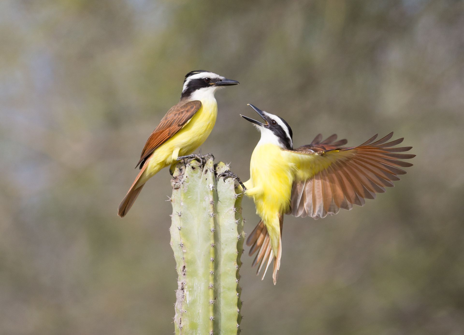 Two birds are perched on top of a cactus.