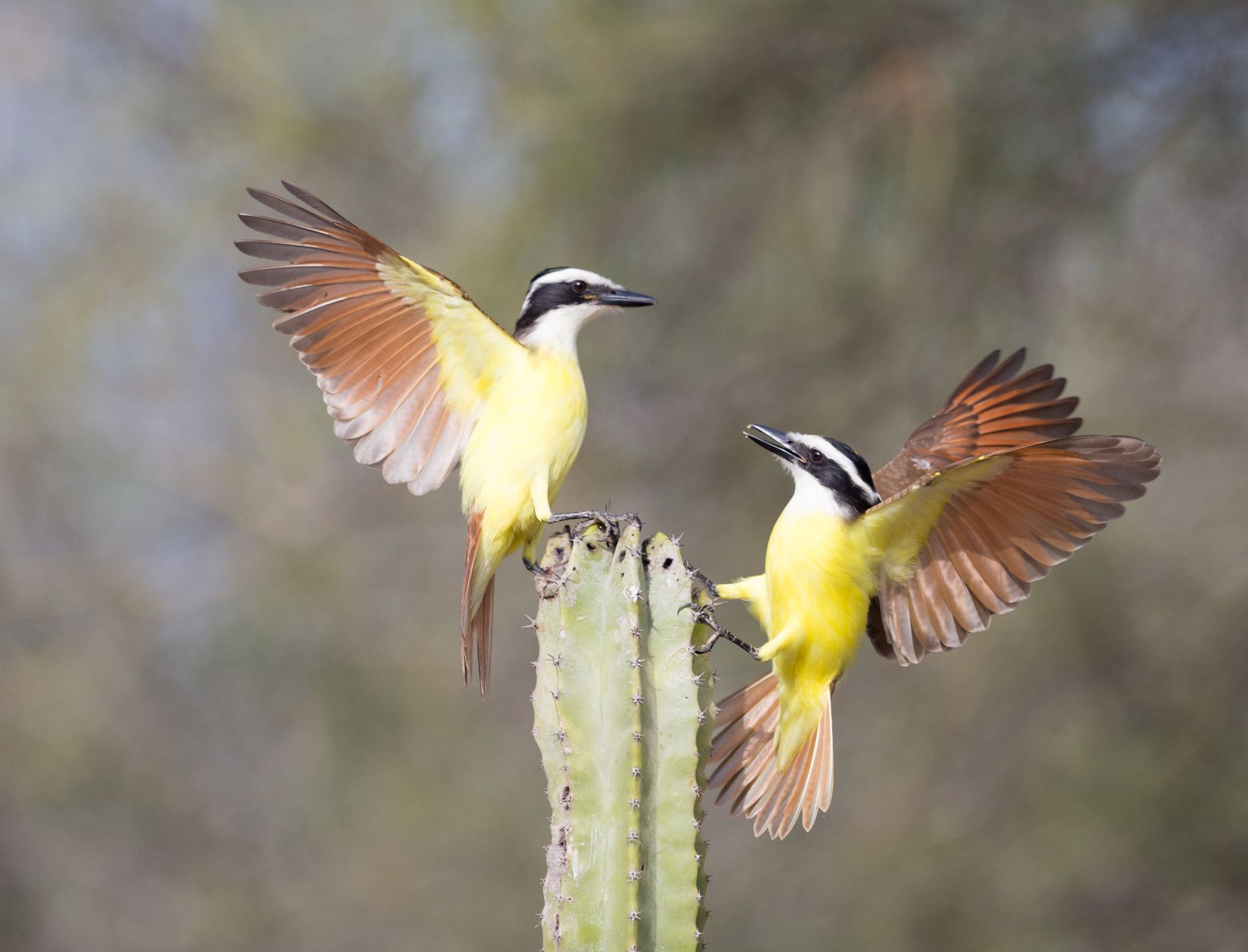Two birds are perched on top of a cactus.