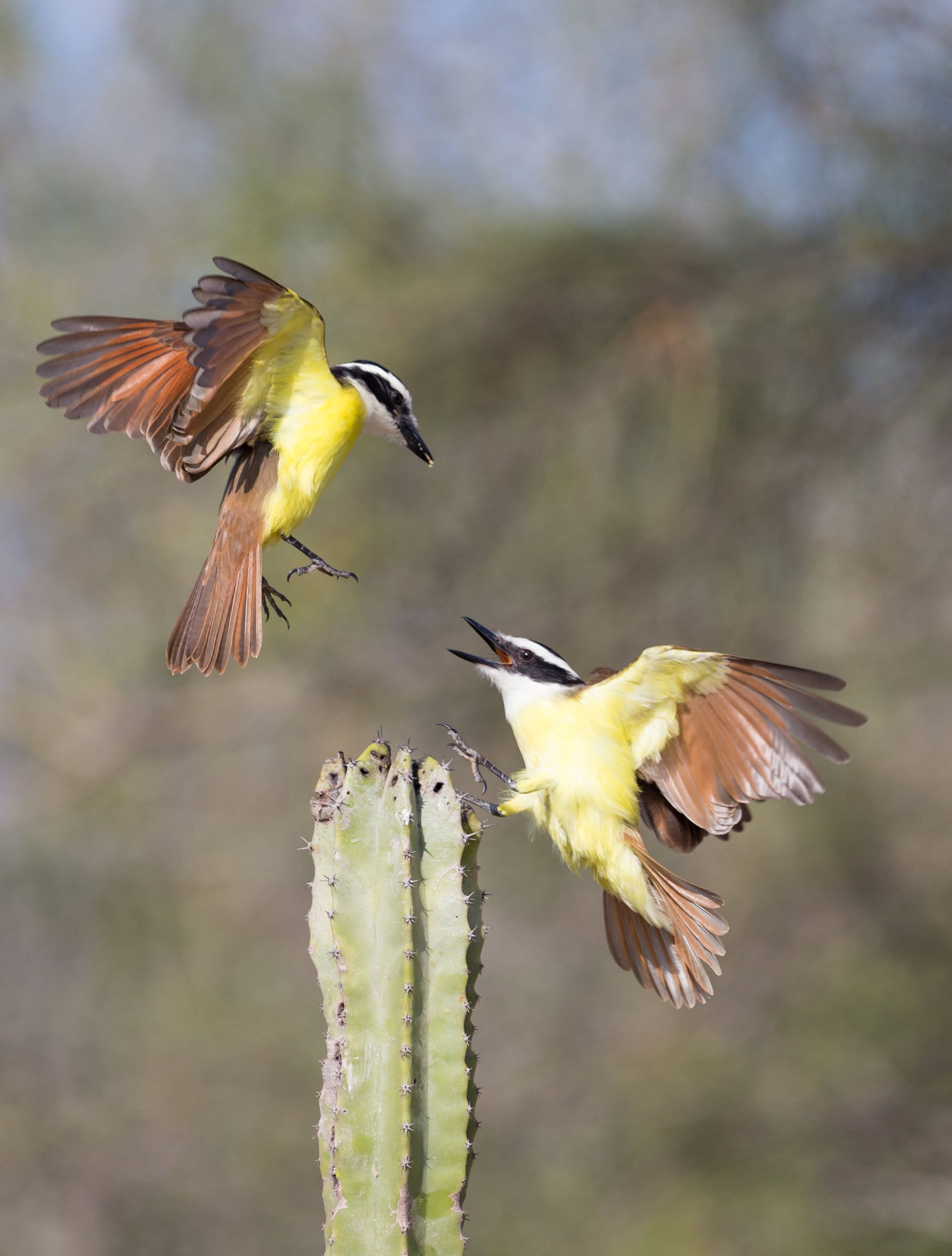 Two birds are flying over a cactus.