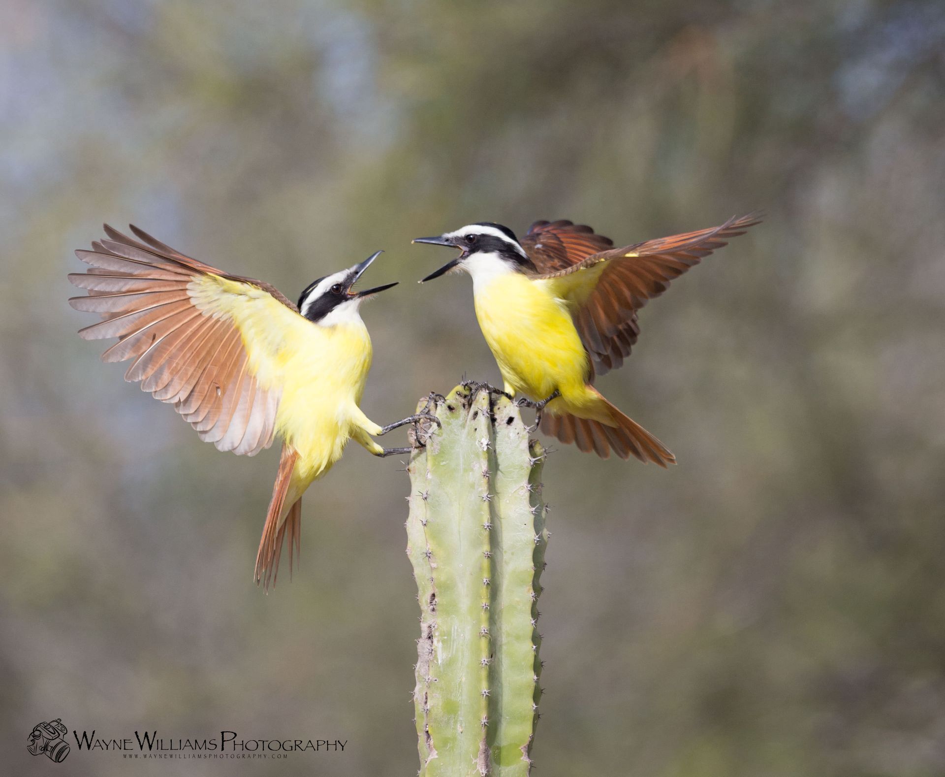 Two birds are perched on top of a cactus.