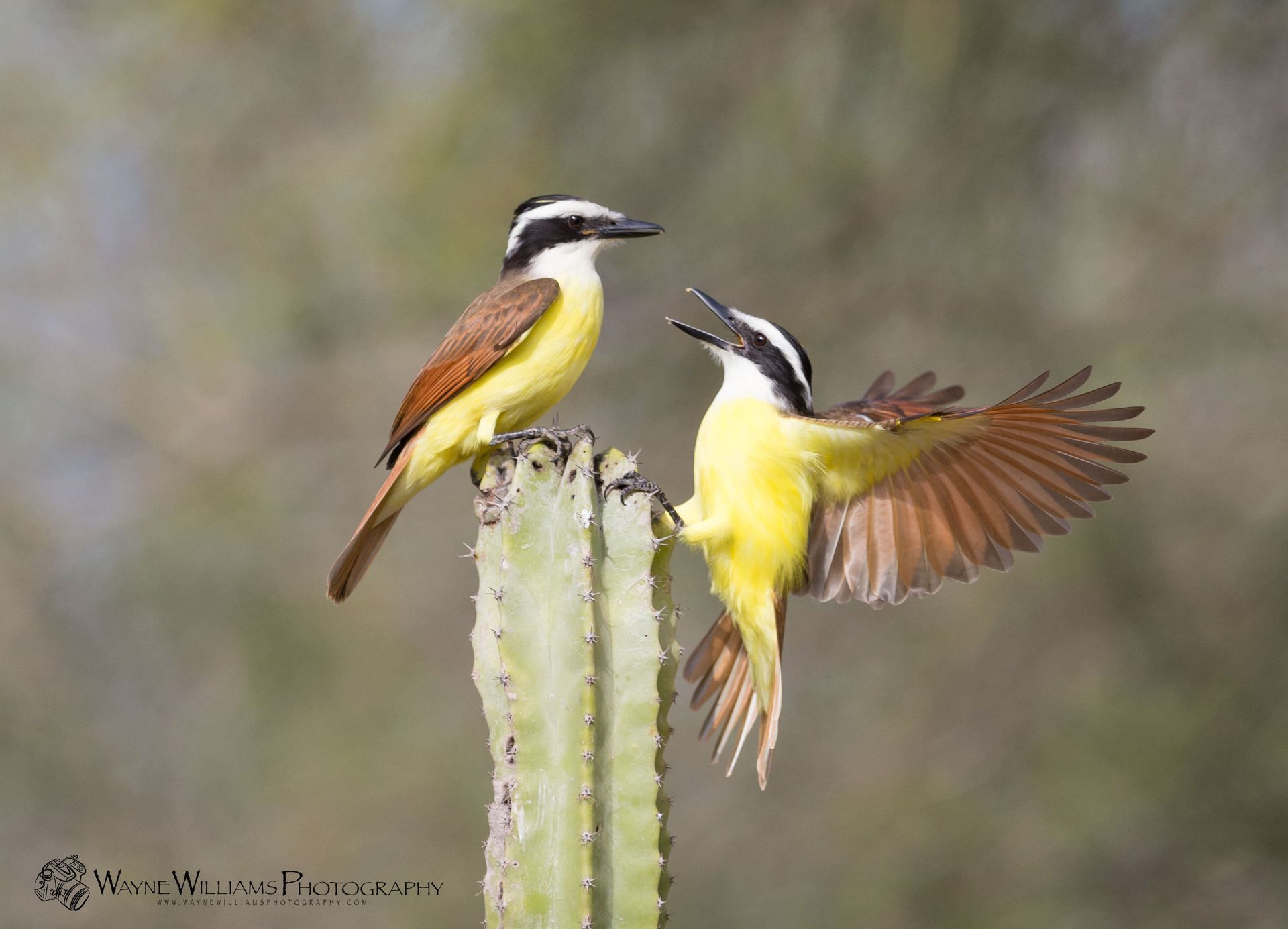 Two birds are perched on top of a cactus.