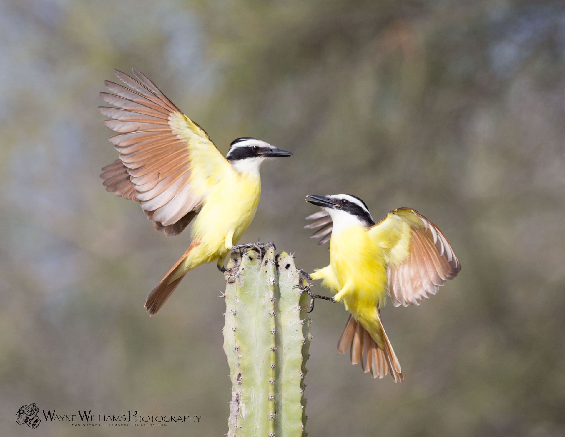 Two birds are perched on top of a cactus.