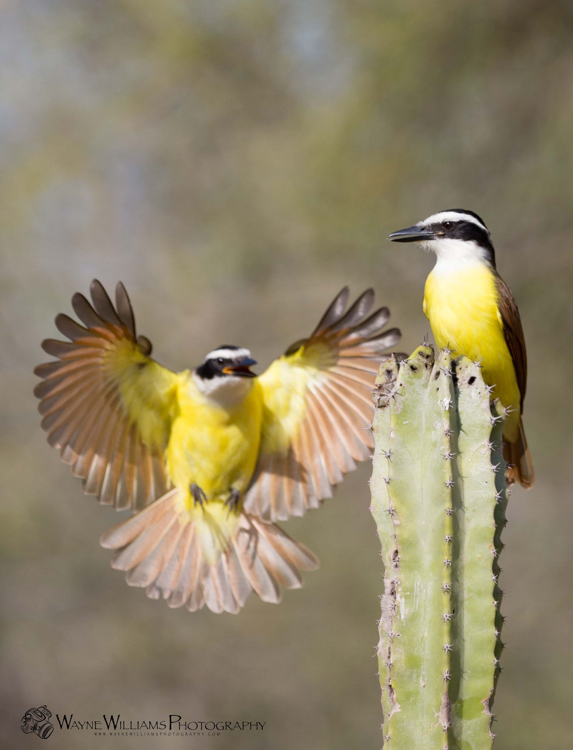 Two birds are perched on top of a cactus.