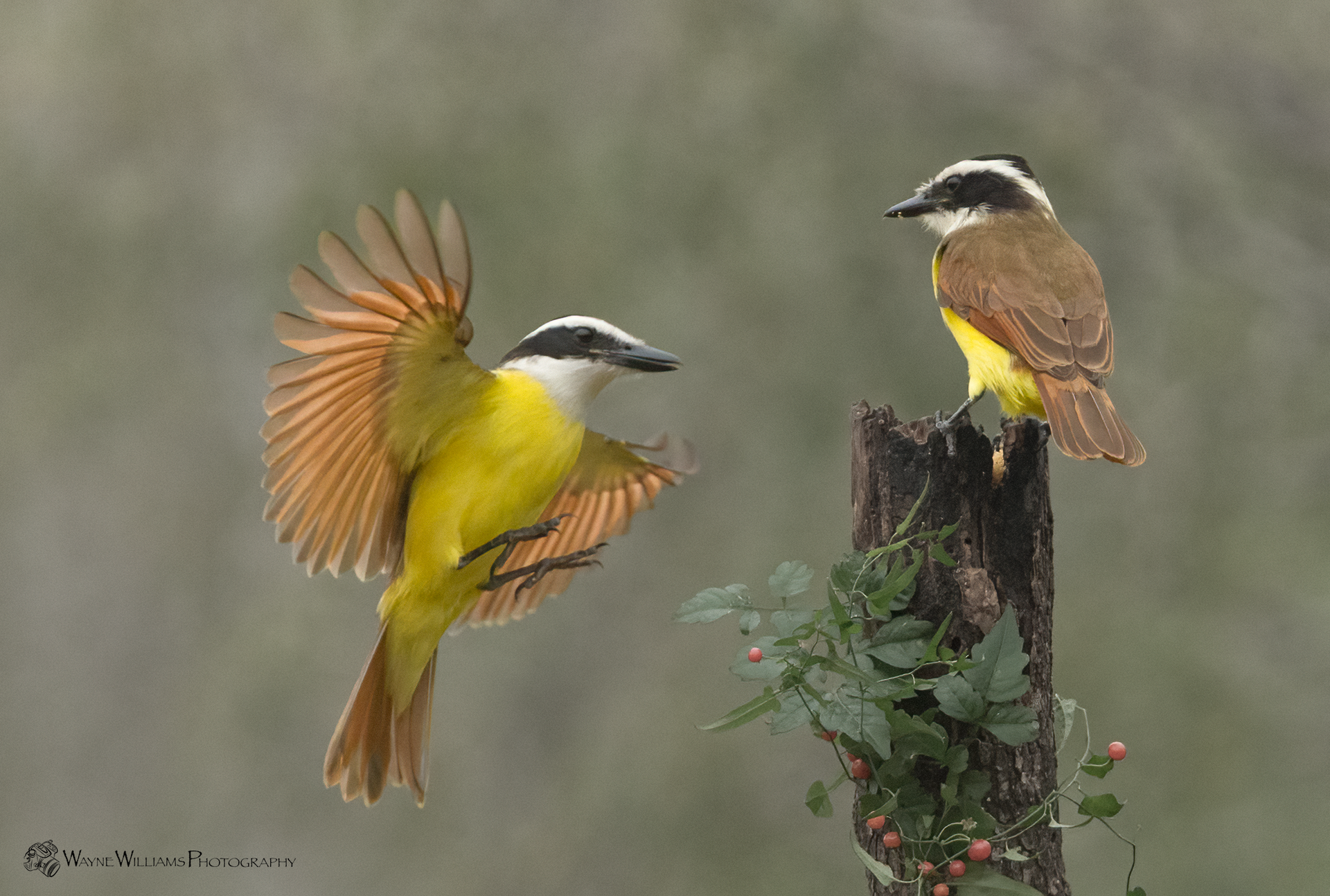 Two birds are sitting on a tree branch and one is flying.