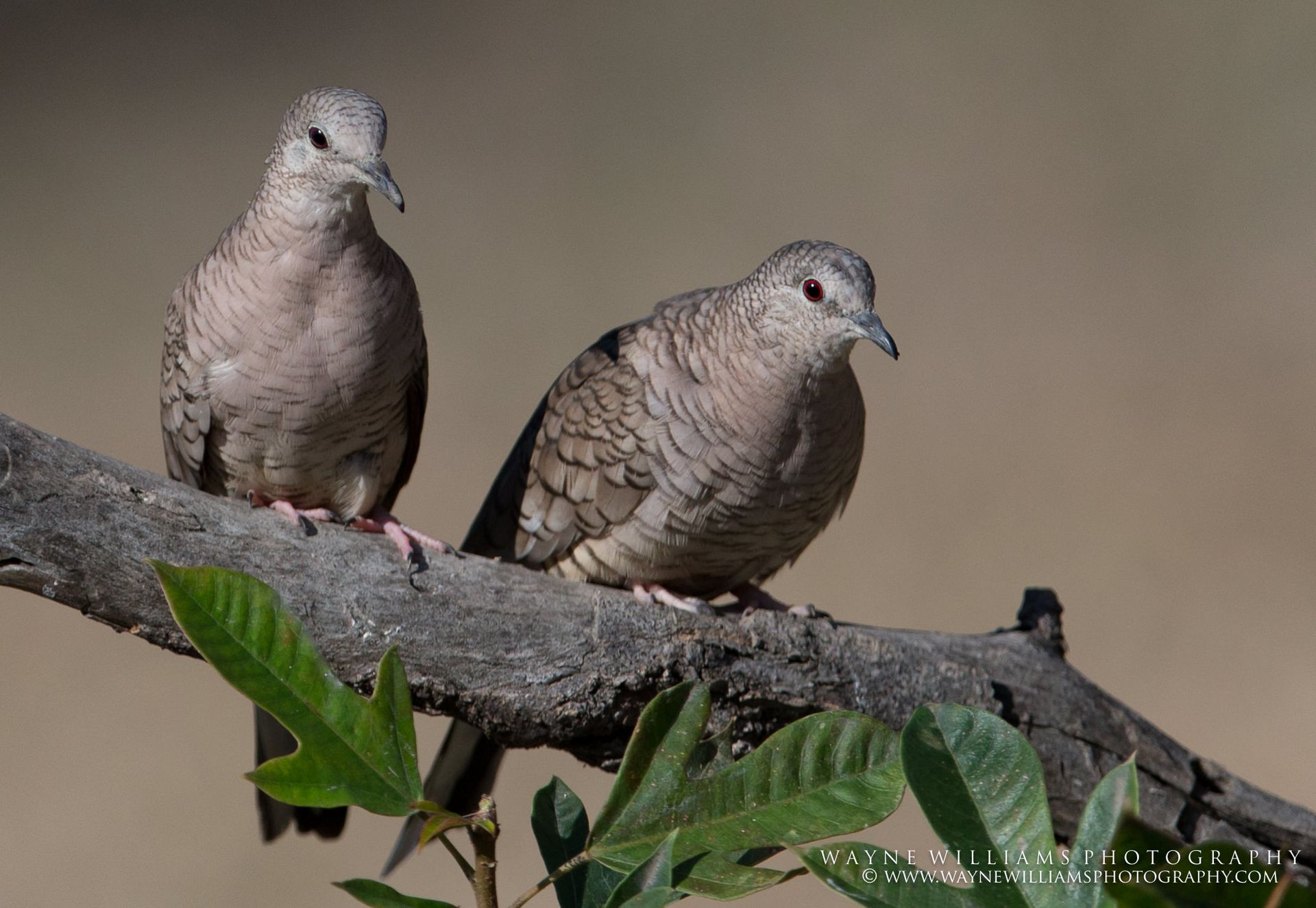 Two pigeons are perched on a tree branch.