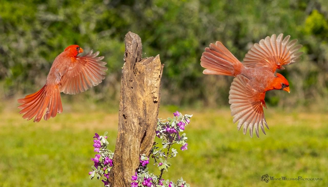 Three red cardinals are flying over a flower bed.