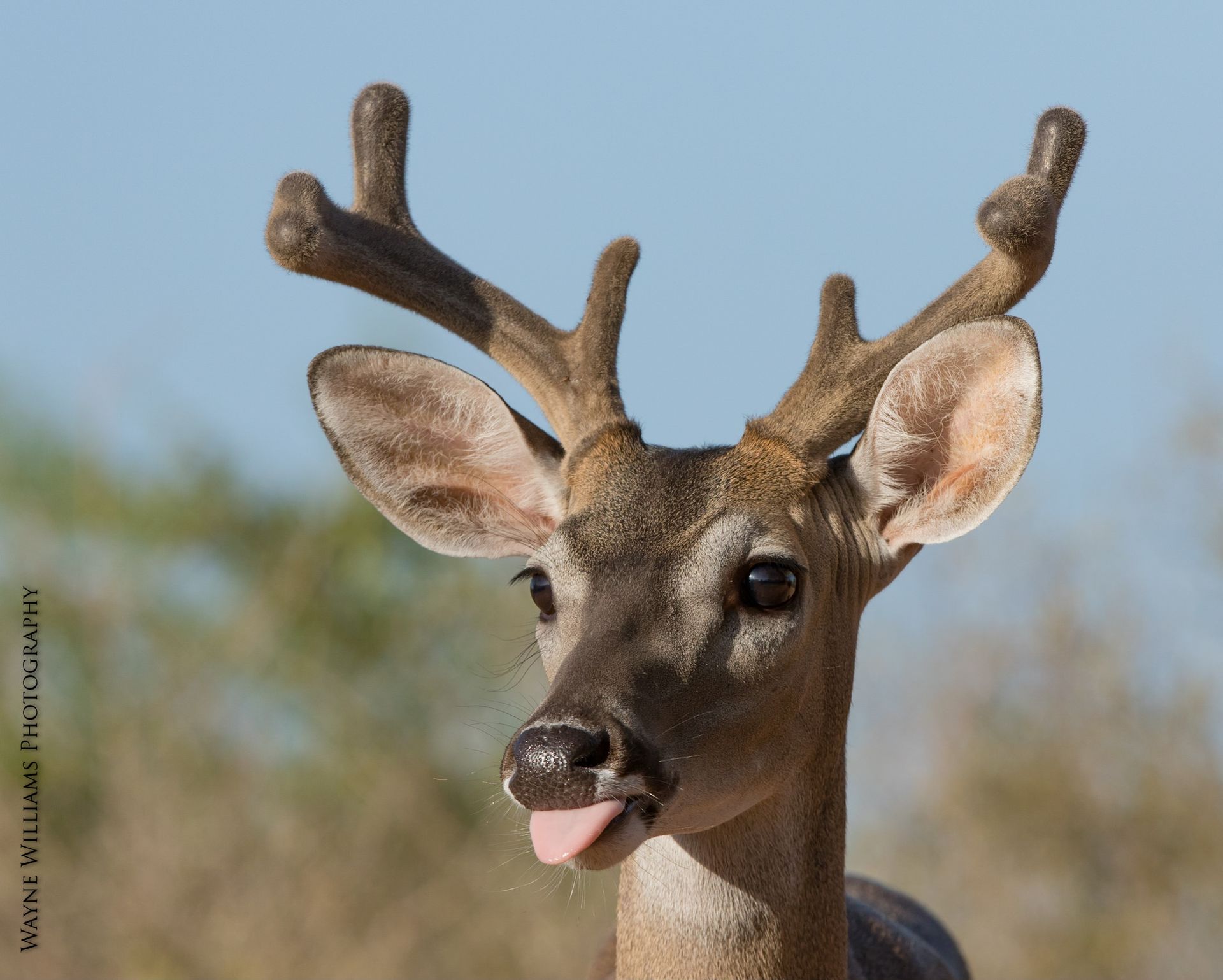 A black and white bird perched on a rock