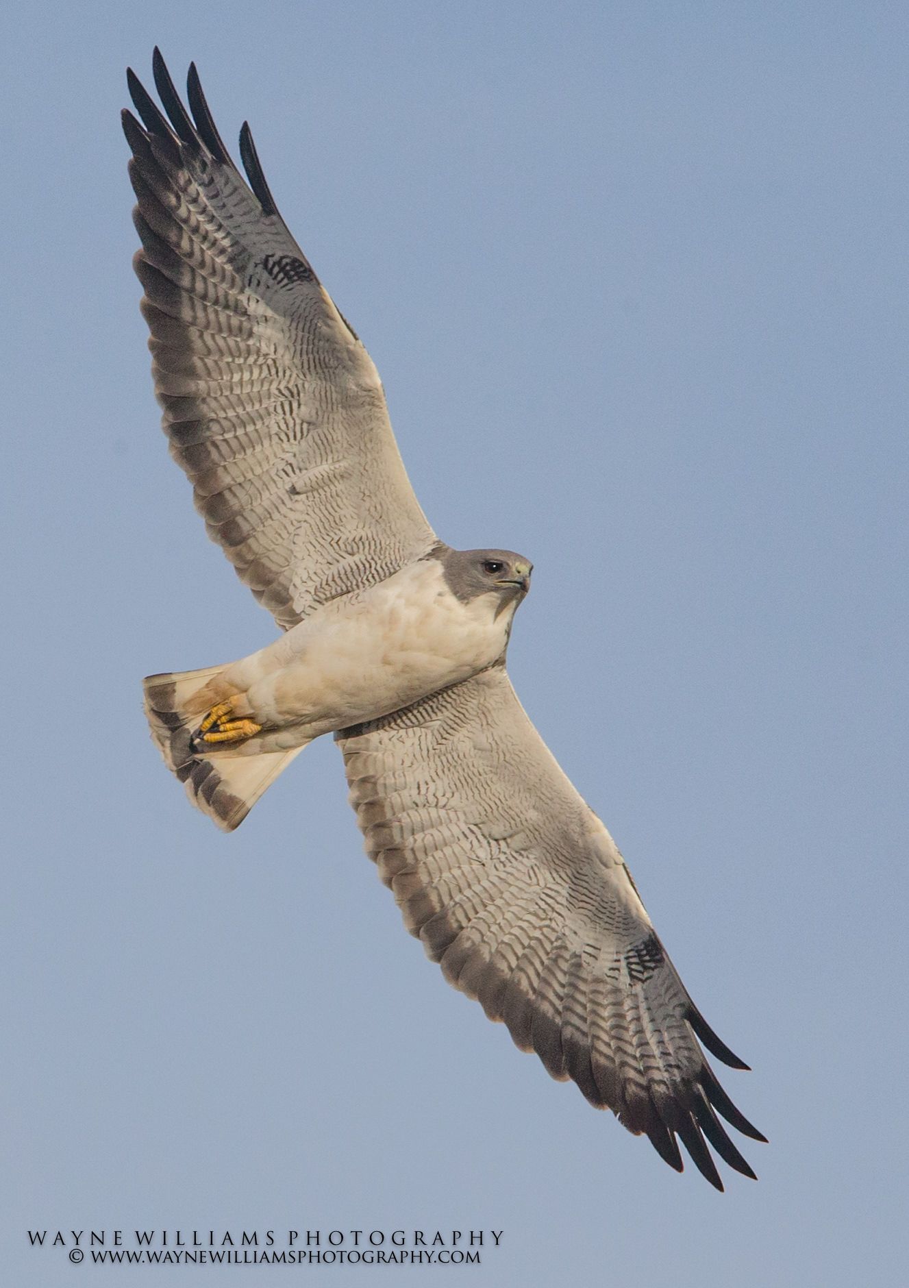 A hawk is flying in the sky with its wings spread