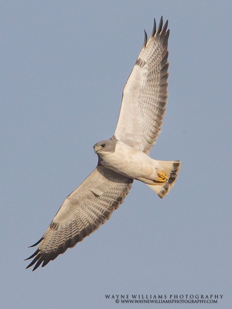 A white hawk is flying through a blue sky