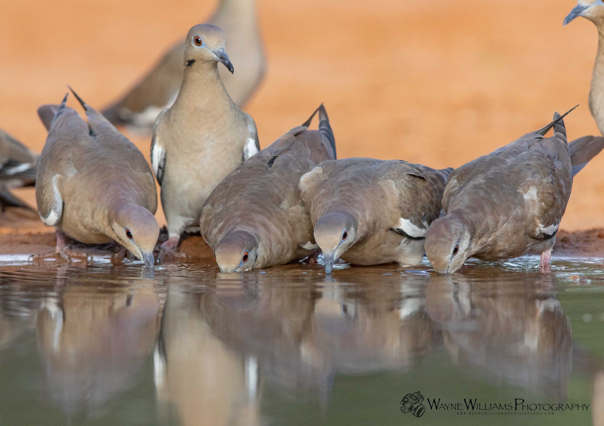 A group of birds are drinking water from a pond.
