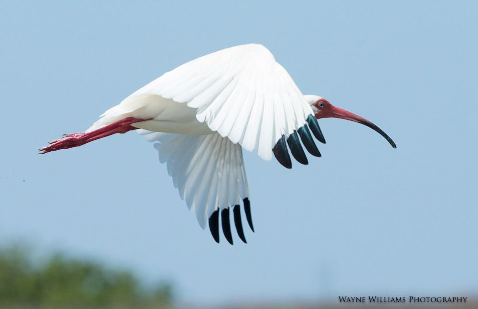 A white bird with a red beak is flying in the sky.