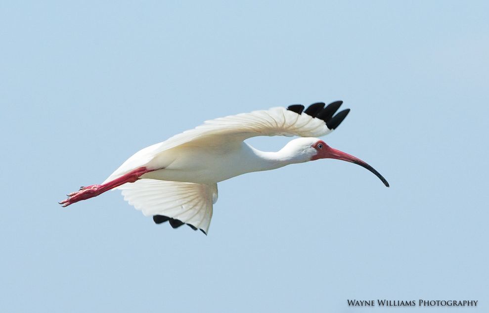 A white bird with a red beak is flying in the sky
