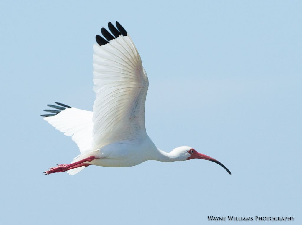 A white bird with a long beak is flying in the sky