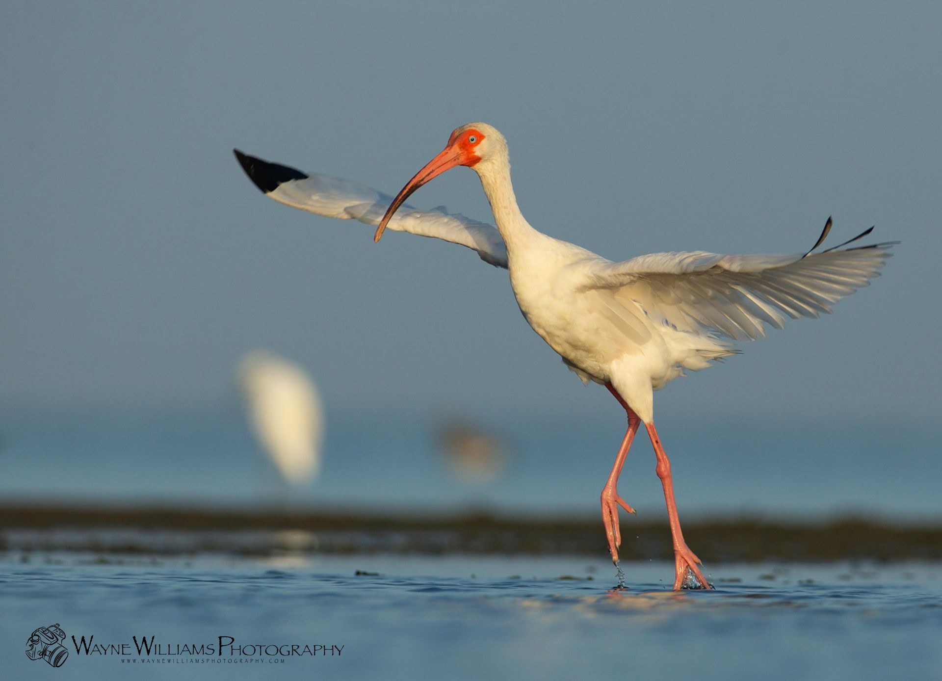 A white bird with a red beak is standing in the water