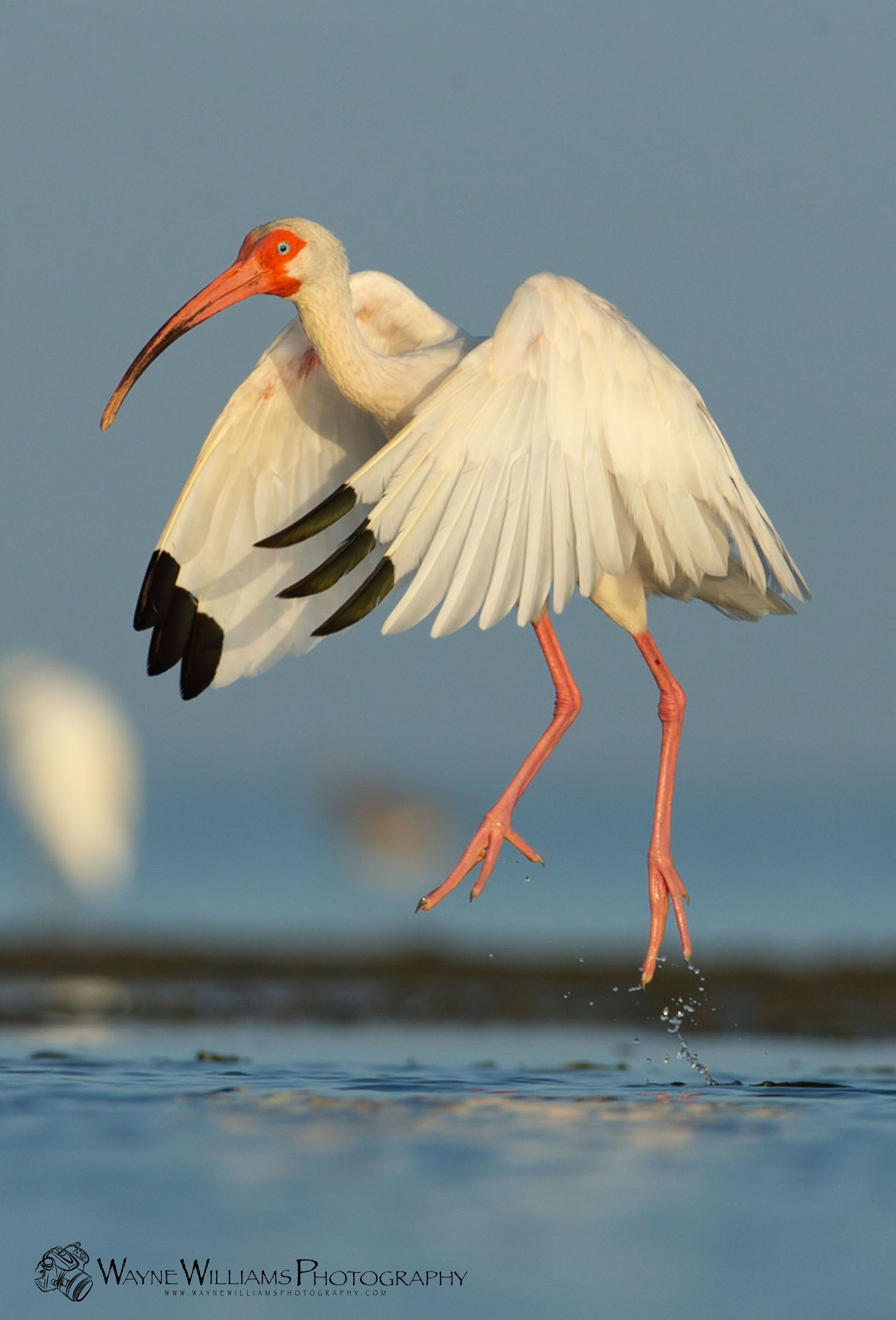 A white bird with a red beak is standing in the water.