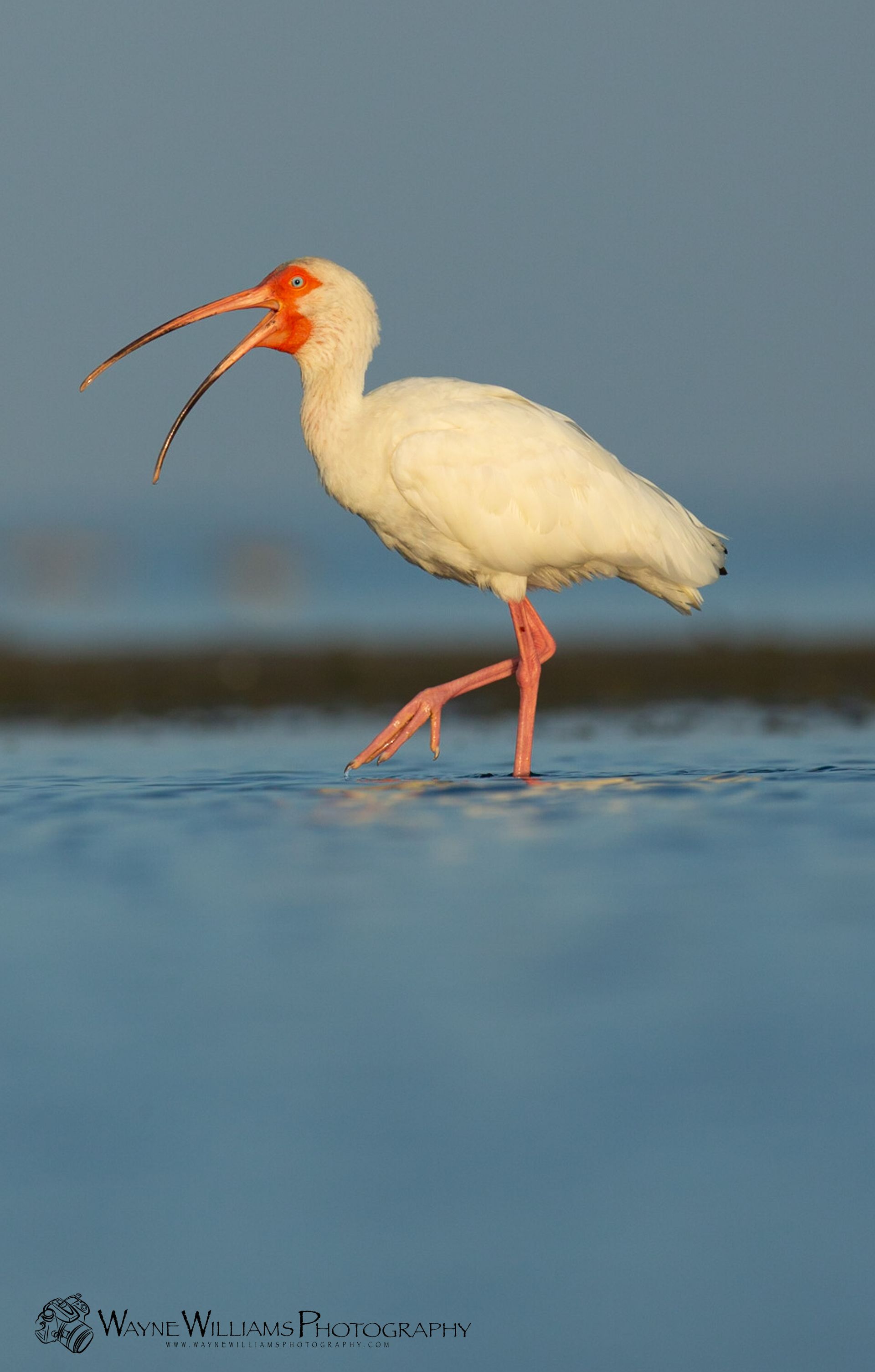 A white bird with a long beak is standing in the water.
