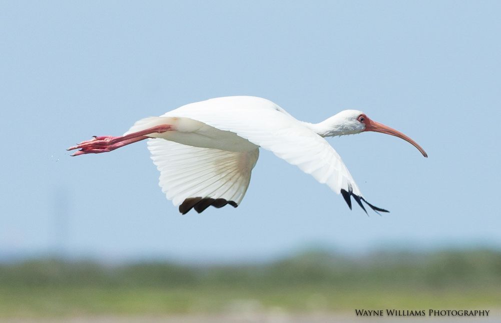 A white bird with a long beak is flying in the sky