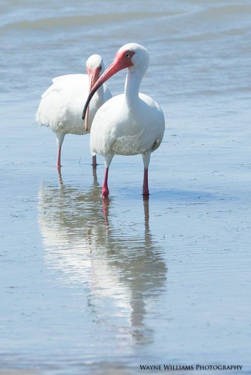 Two white birds with red beaks are standing in the water