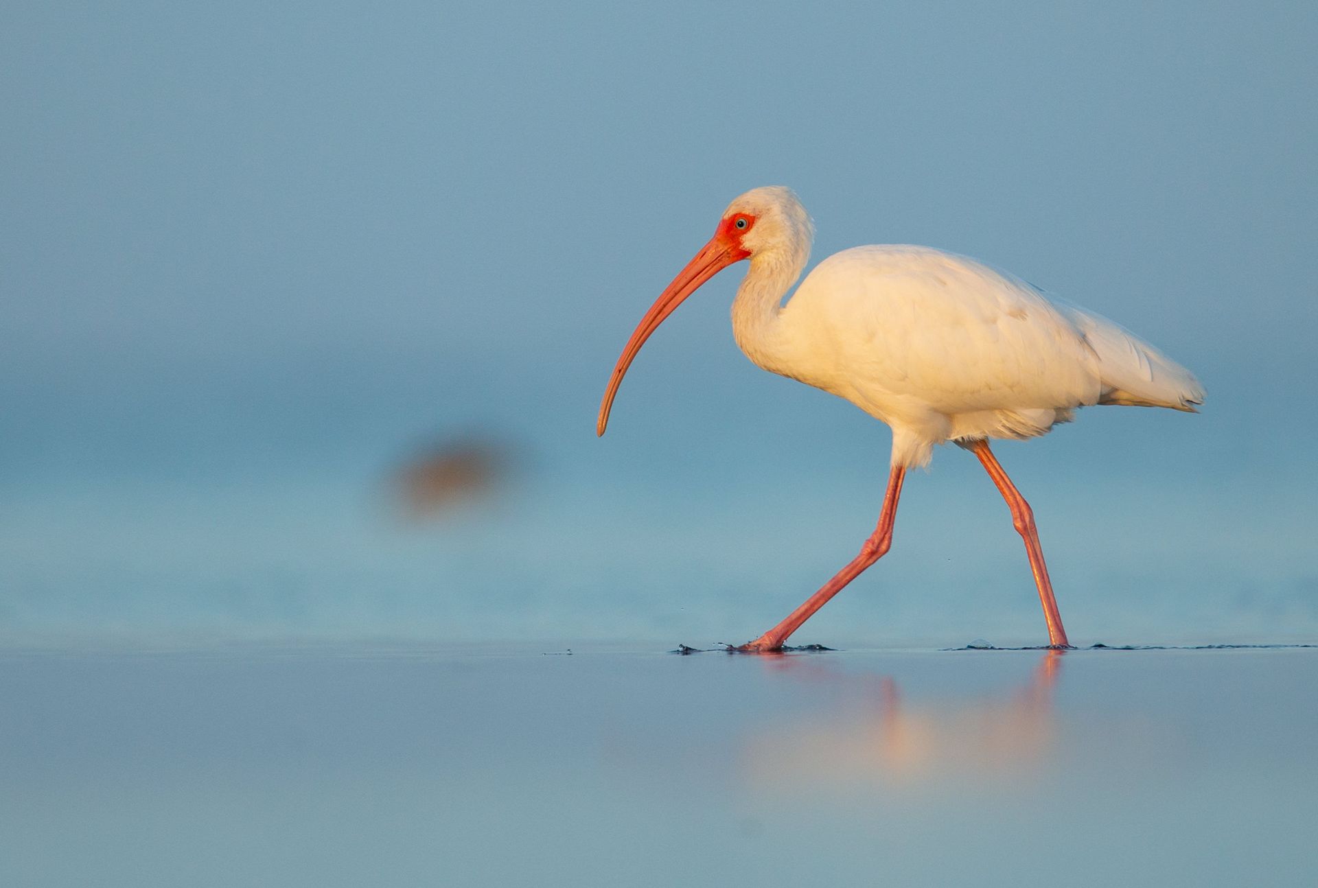 A white bird with an orange beak is walking on the beach.