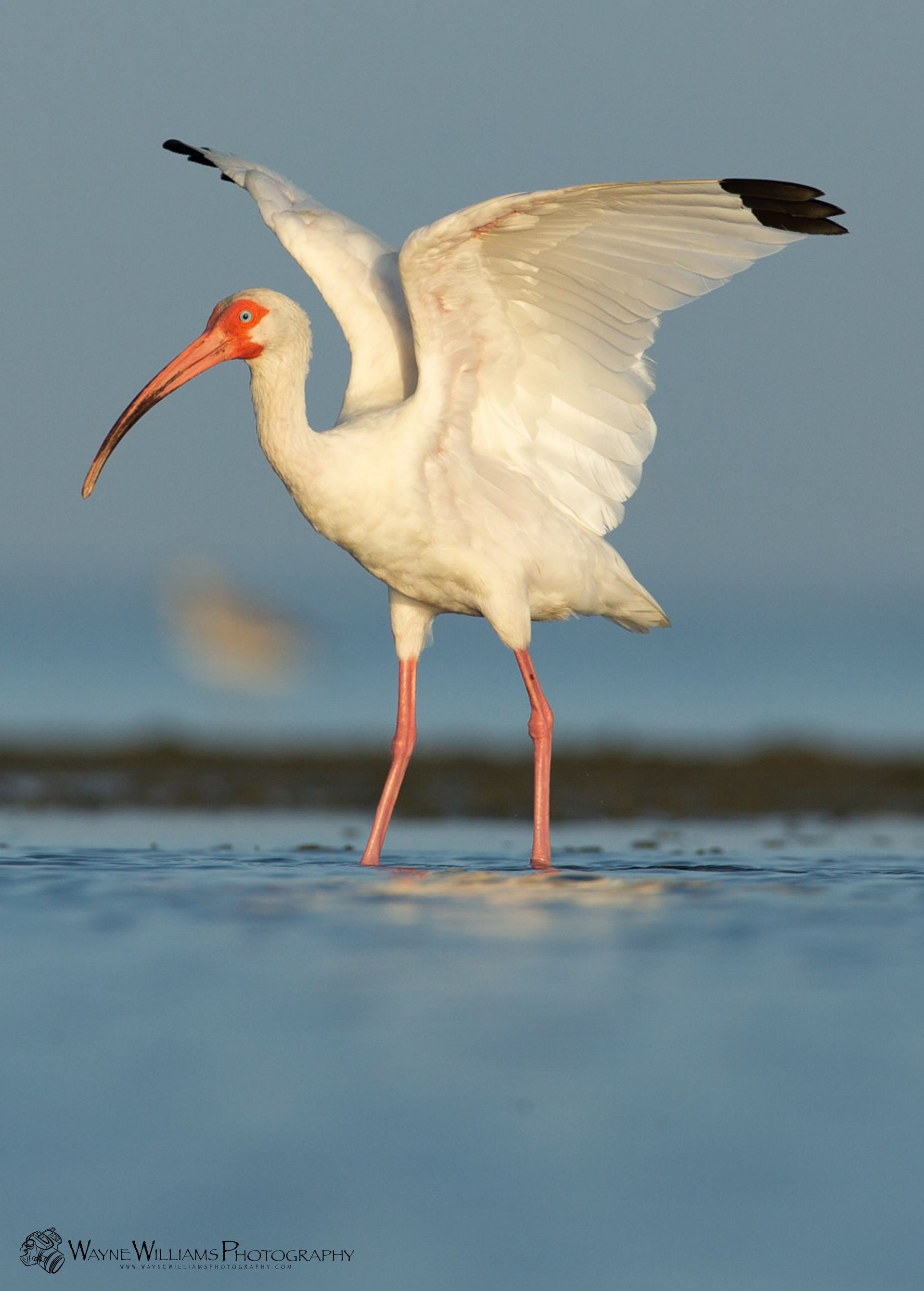 A white bird with a red beak is standing in the water with its wings outstretched.