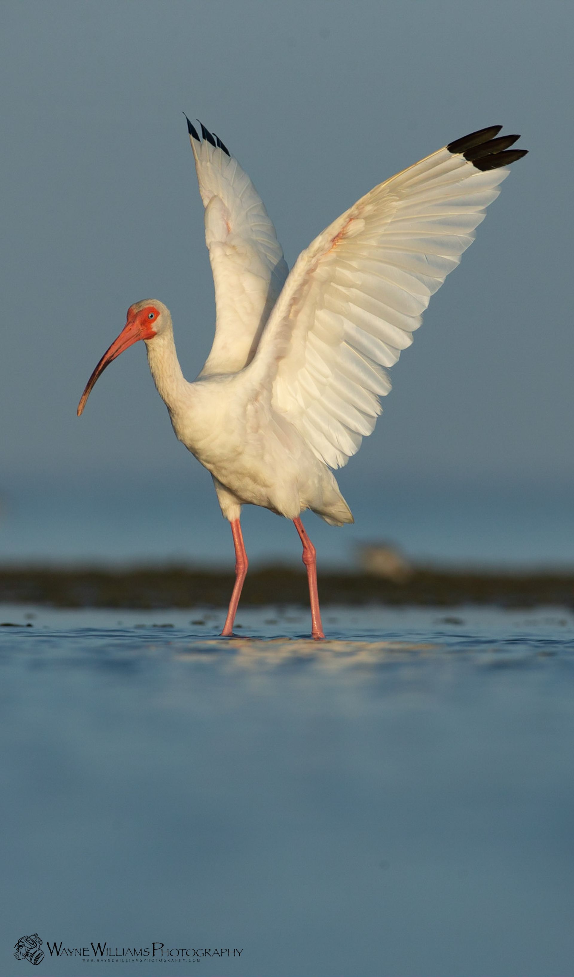 A white bird with a long beak is standing in the water with its wings spread.