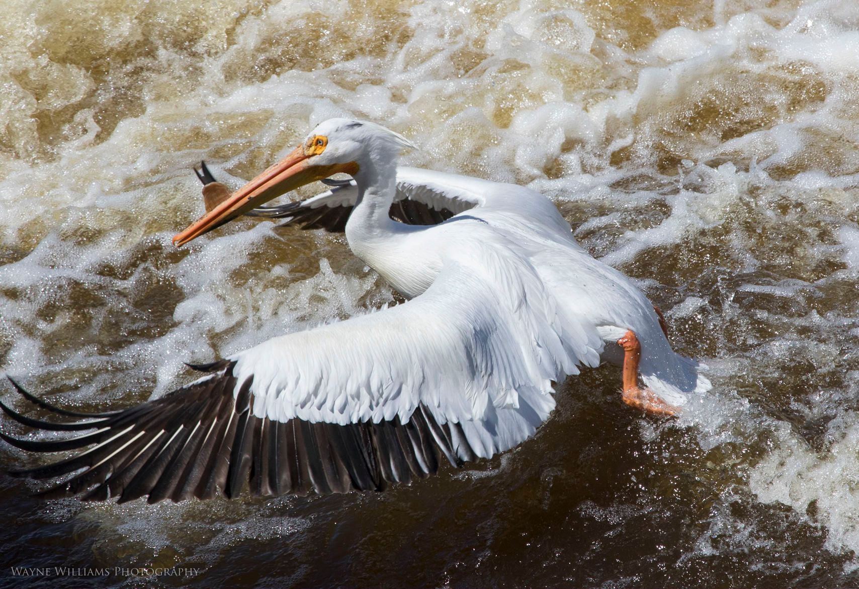 A pelican is flying over a body of water with a fish in its beak