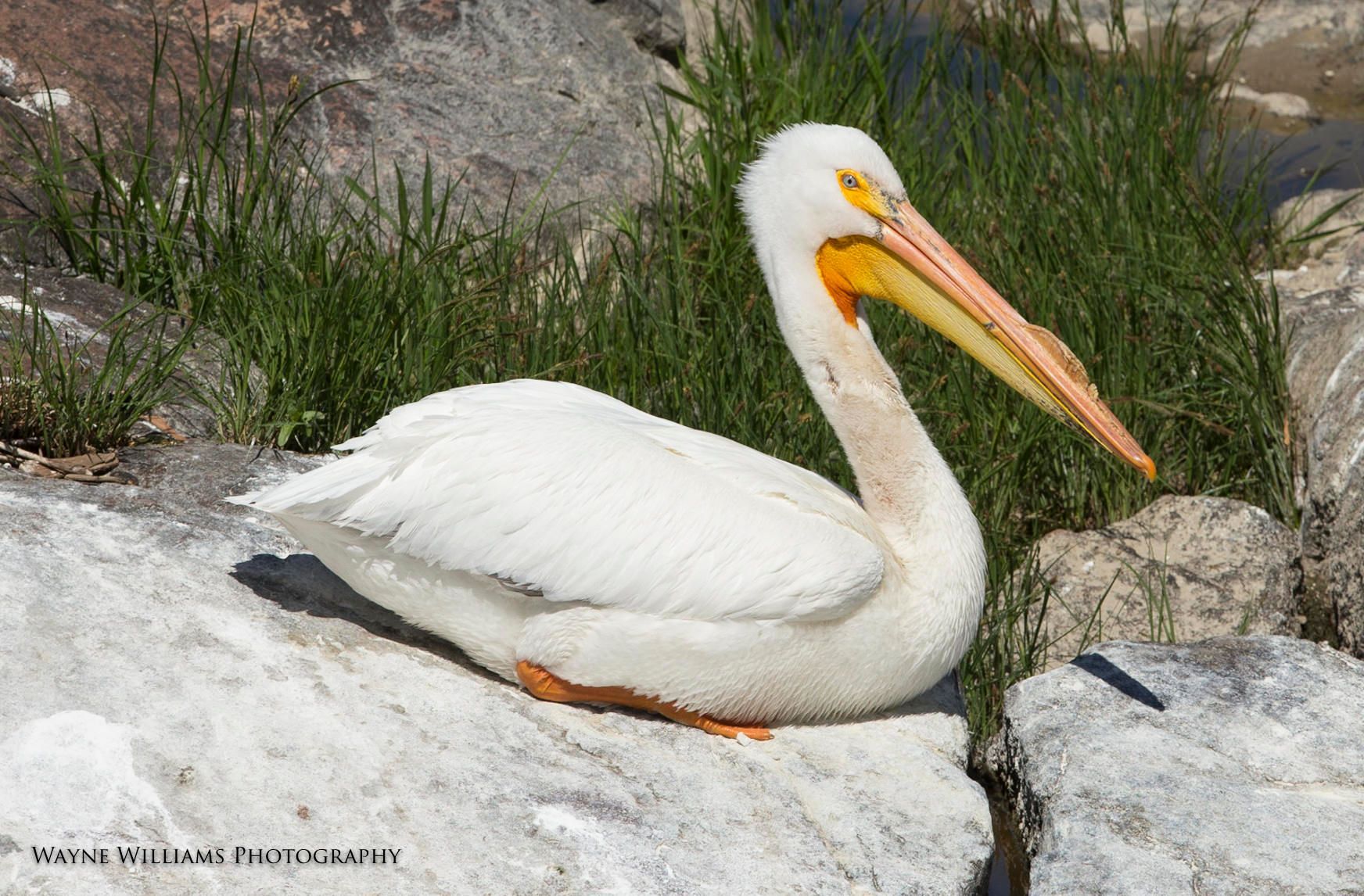 A white pelican with a yellow beak is sitting on a rock.