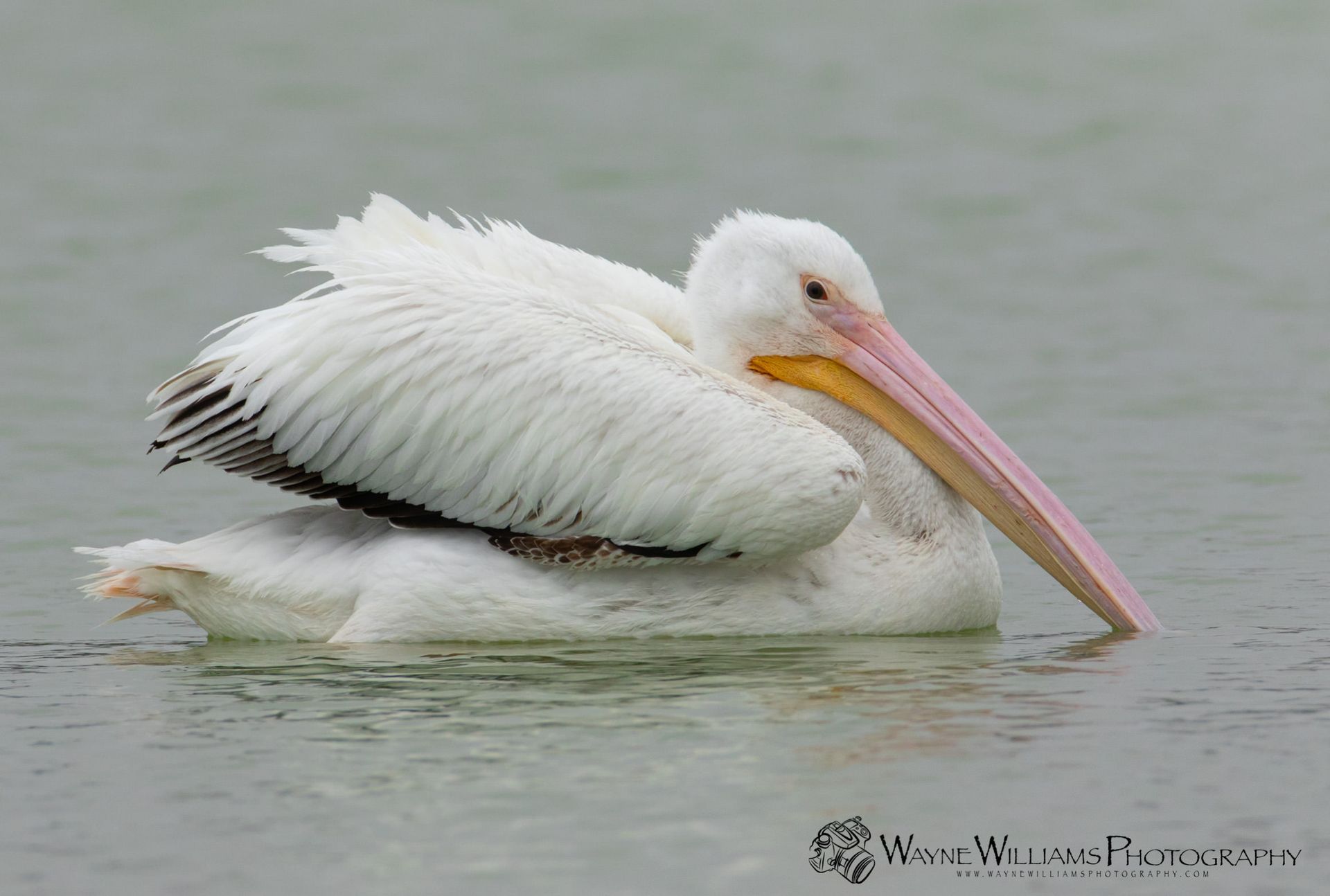 A pelican with a long beak is swimming in the water