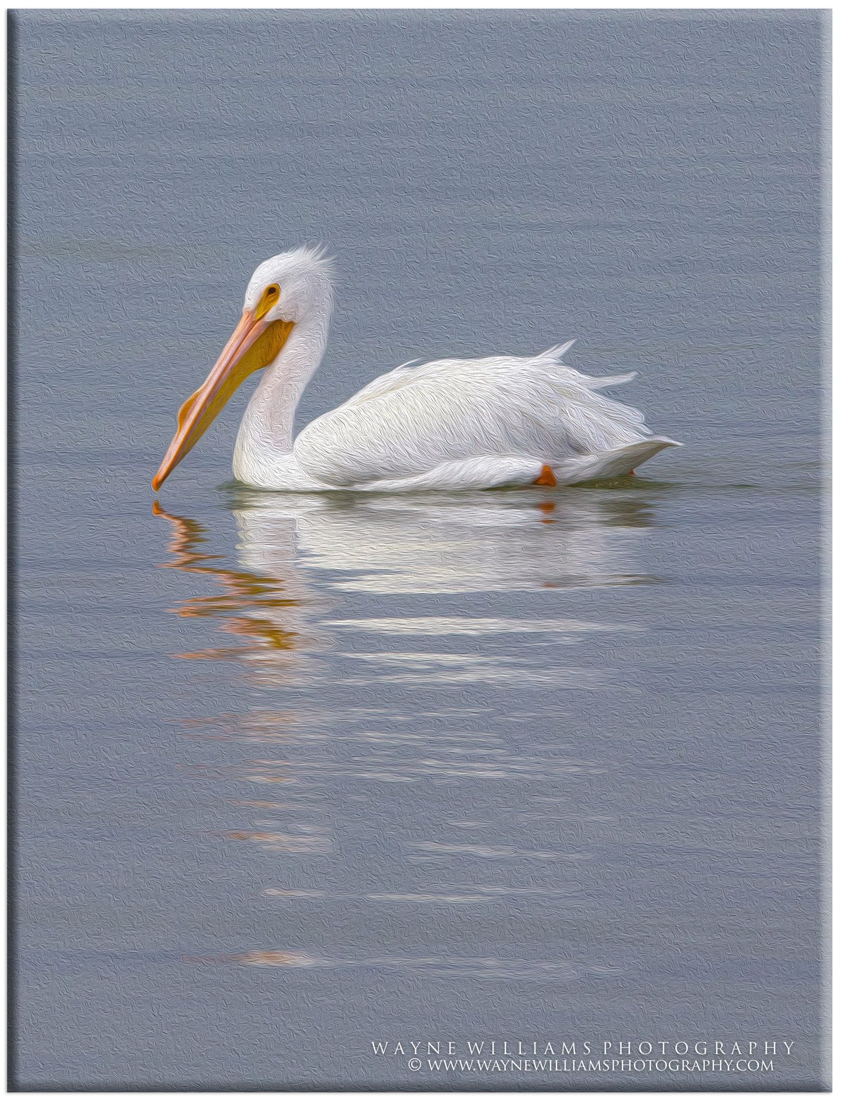 A white pelican is floating on top of a body of water.