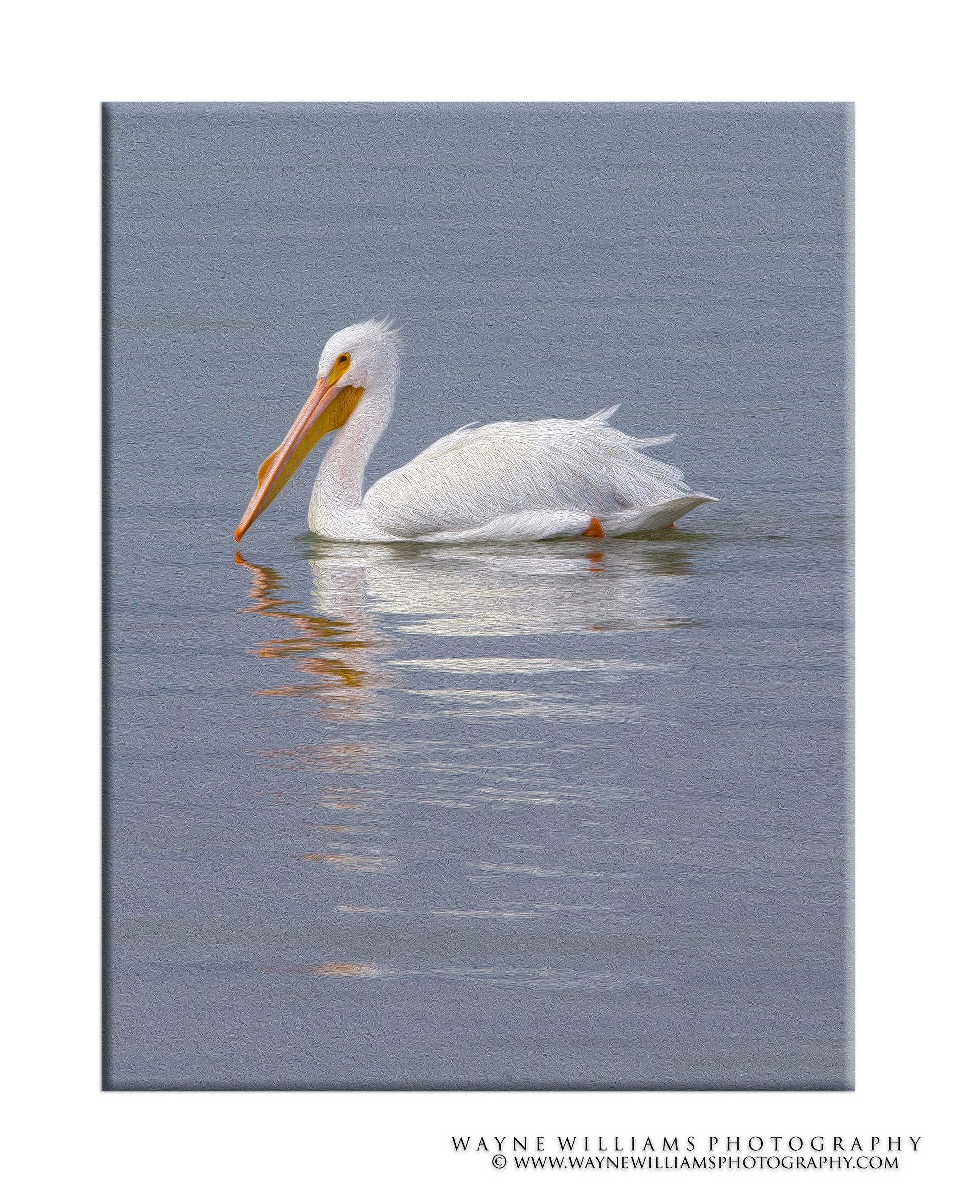 A white pelican is floating on top of a body of water.