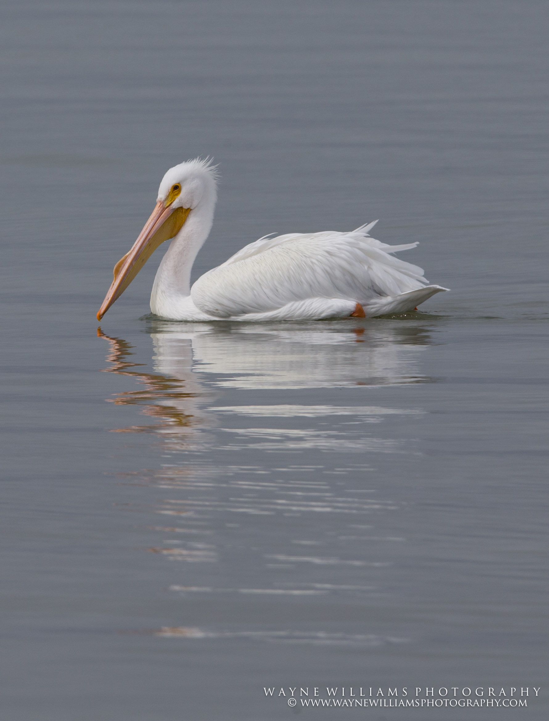 A white pelican is swimming in the water with its beak open