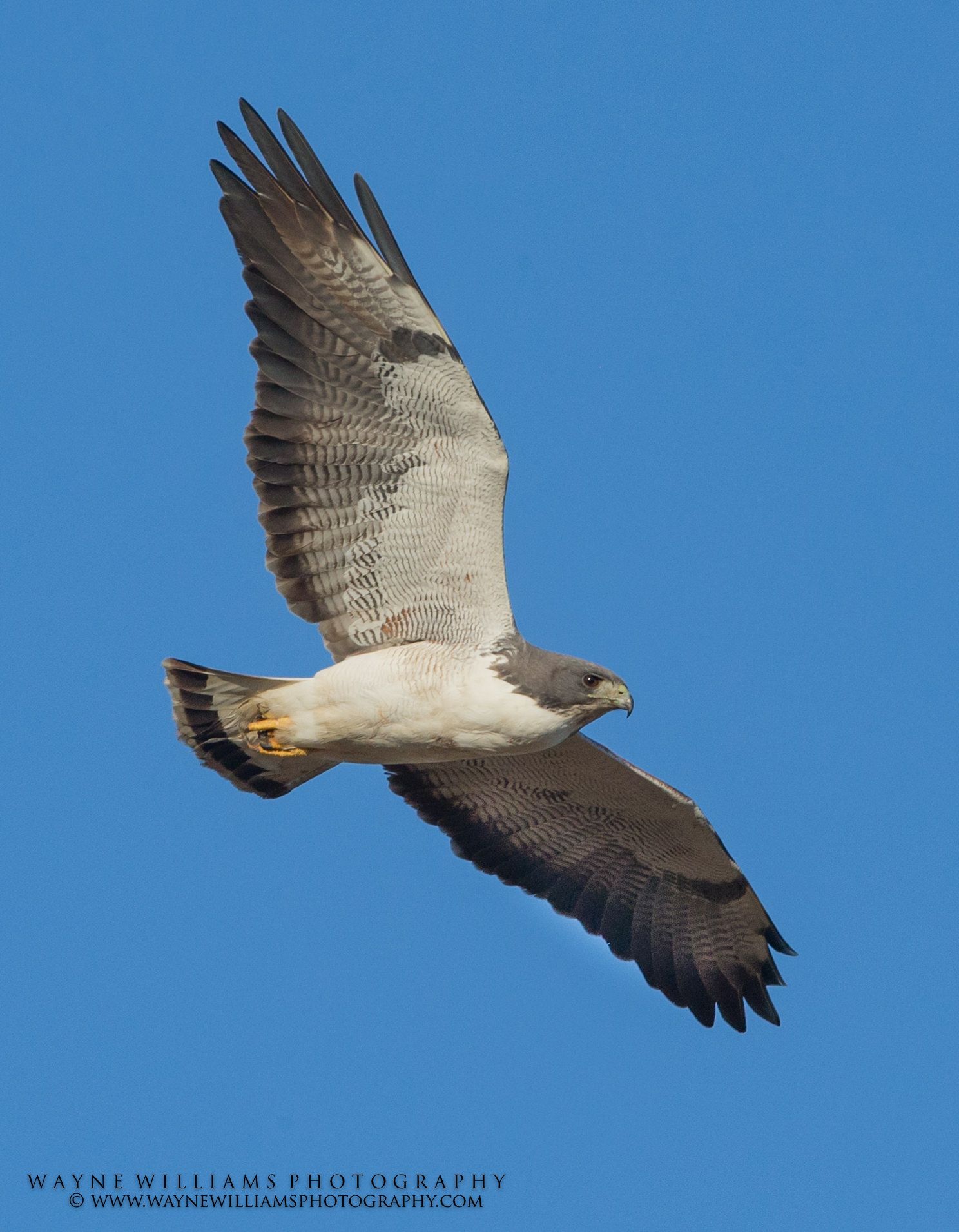 A hawk is flying through a blue sky taken by wayne williams photography