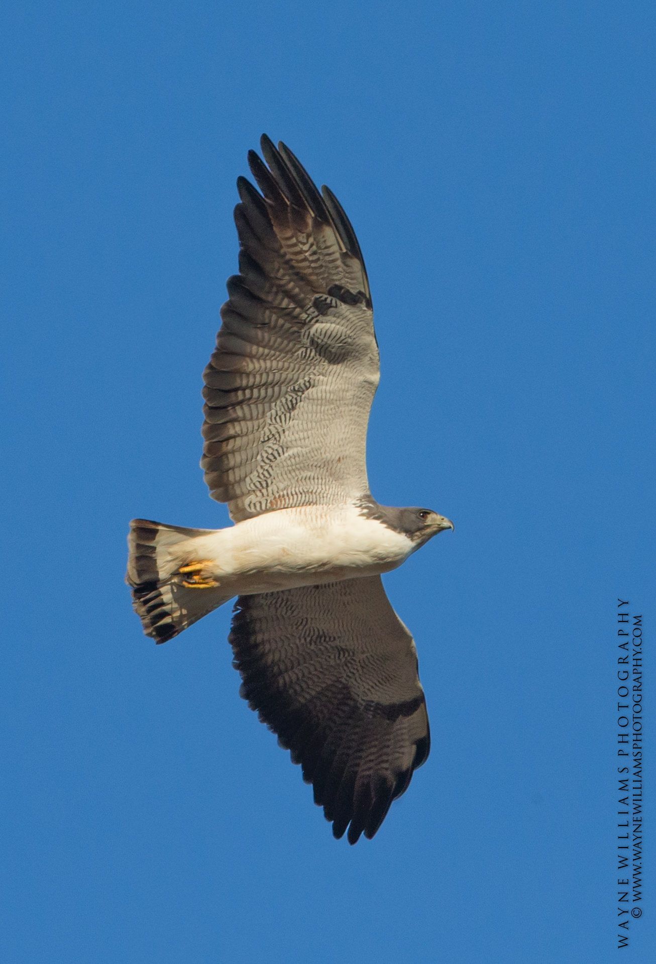 A bird is flying in a blue sky with a watermark on the bottom