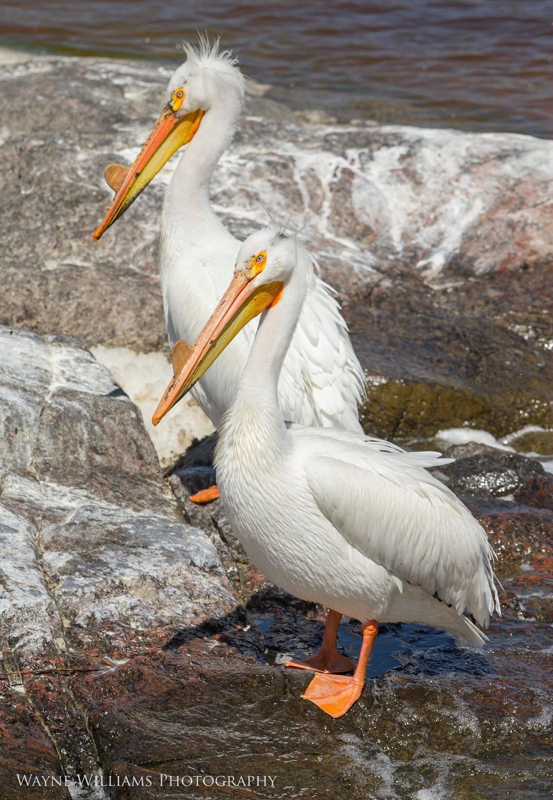 Two white pelicans are standing next to each other on a rock near the water.