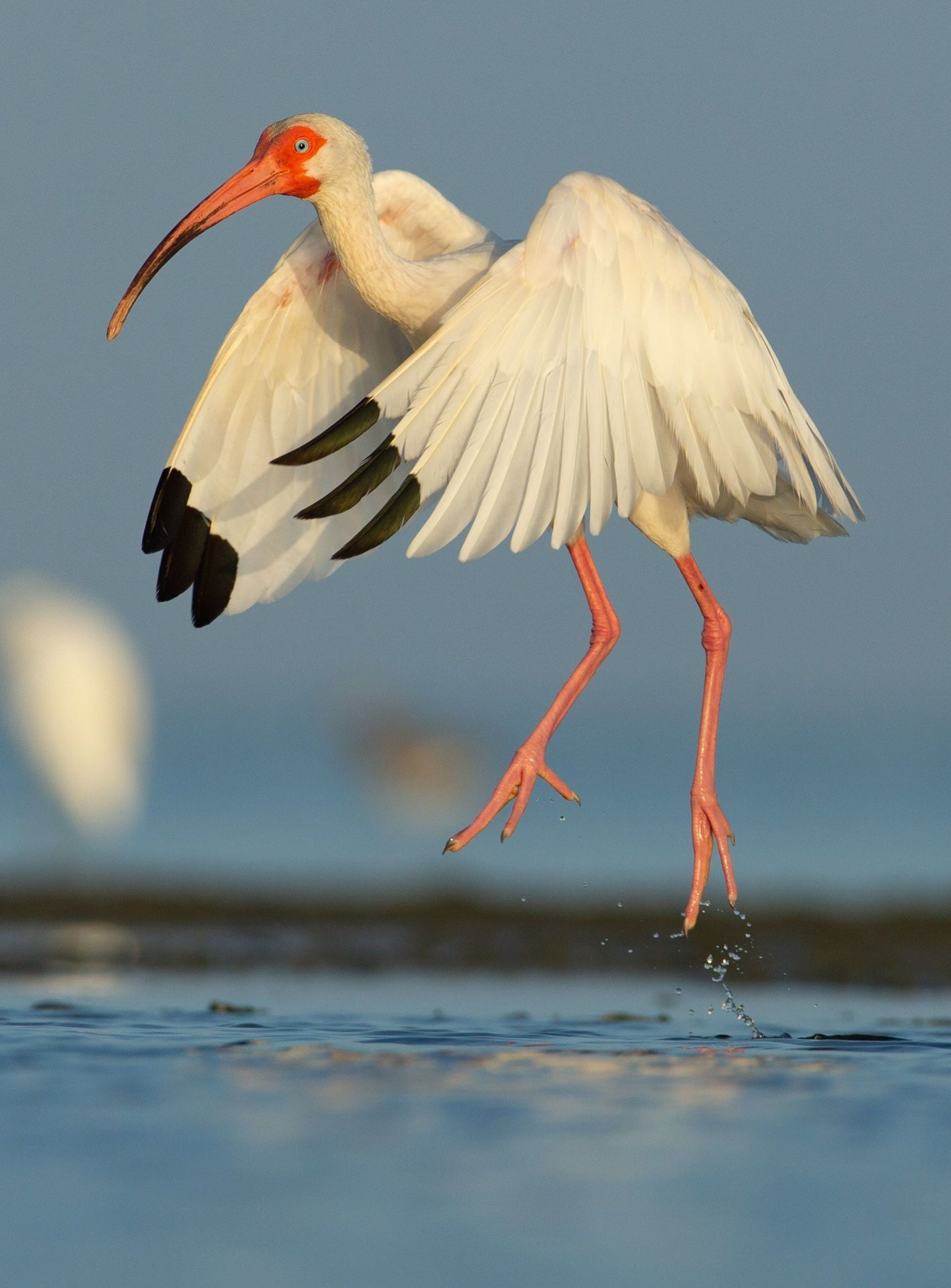 A white bird with a long beak is standing in the water