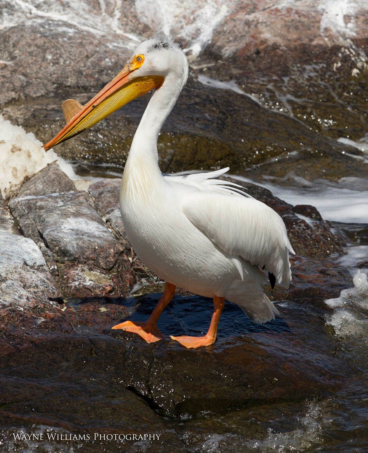 A pelican is standing on a rock near the ocean.