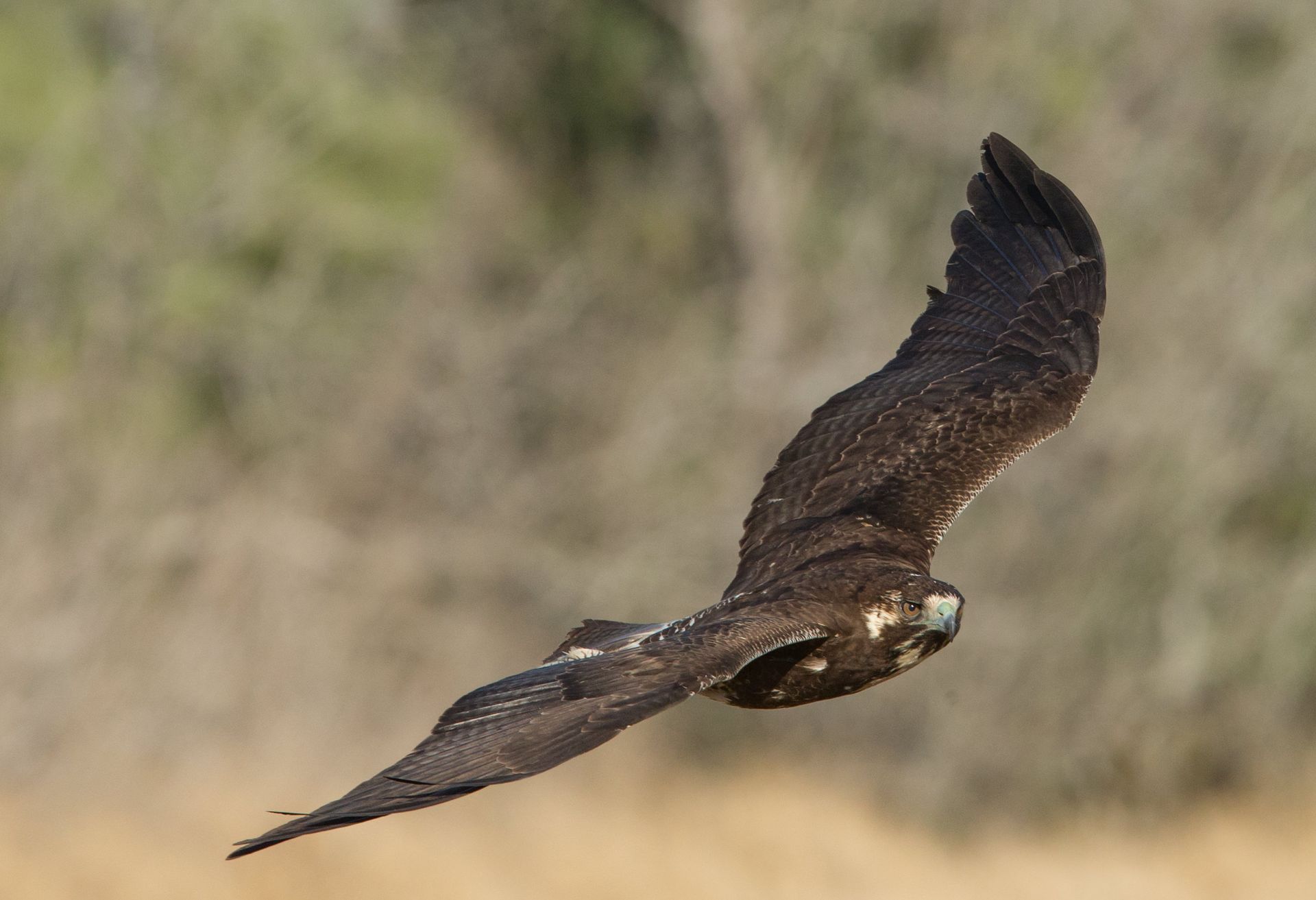 A bird is flying through the air with its wings spread.
