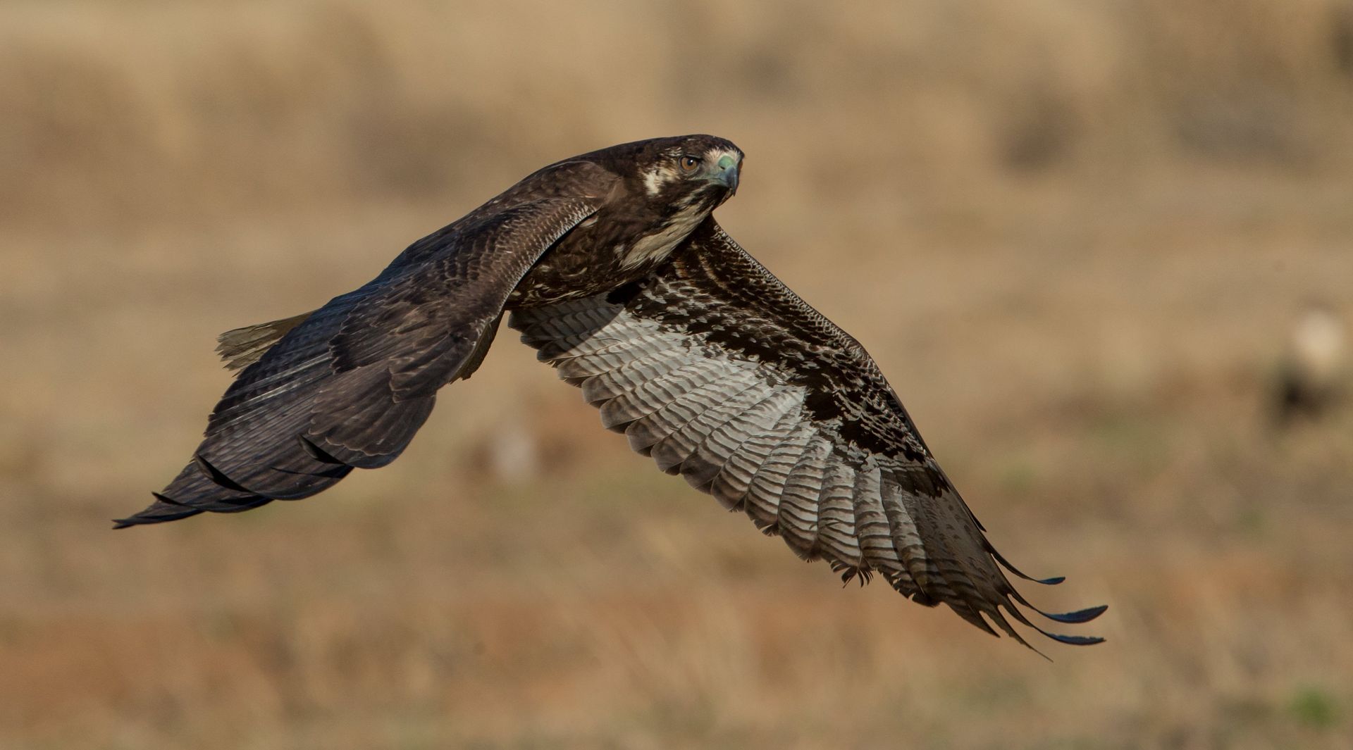 A bird is flying over a field with its wings spread.