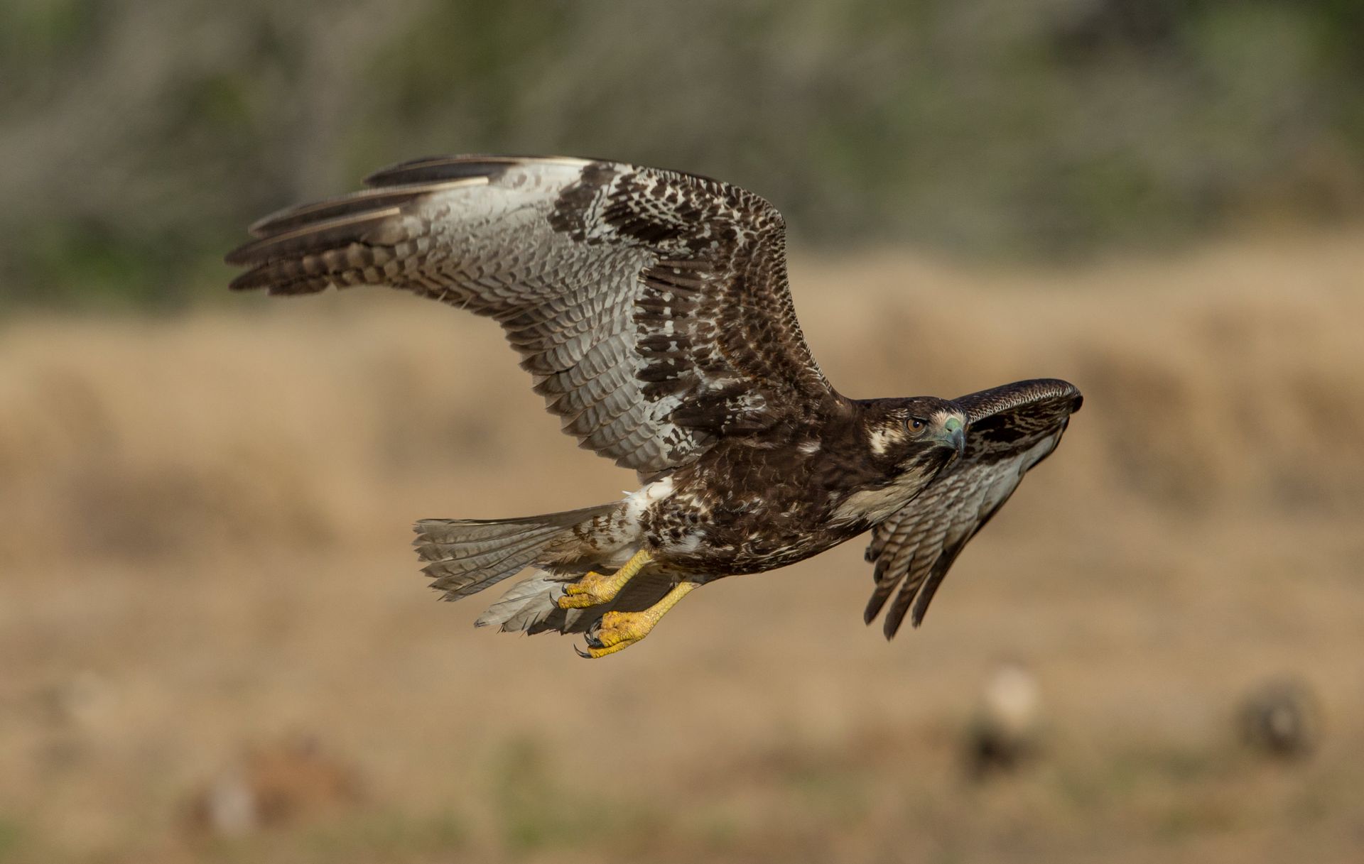A hawk is flying over a field with a fish in its beak.