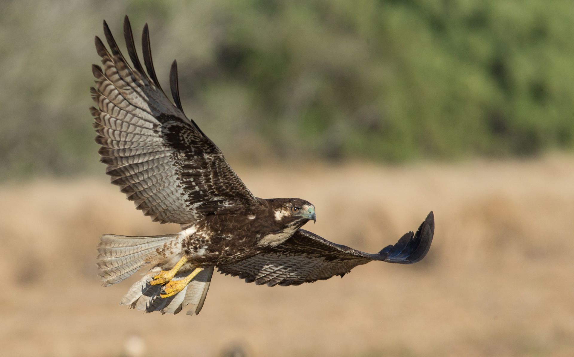 A hawk is flying over a field with its wings spread.