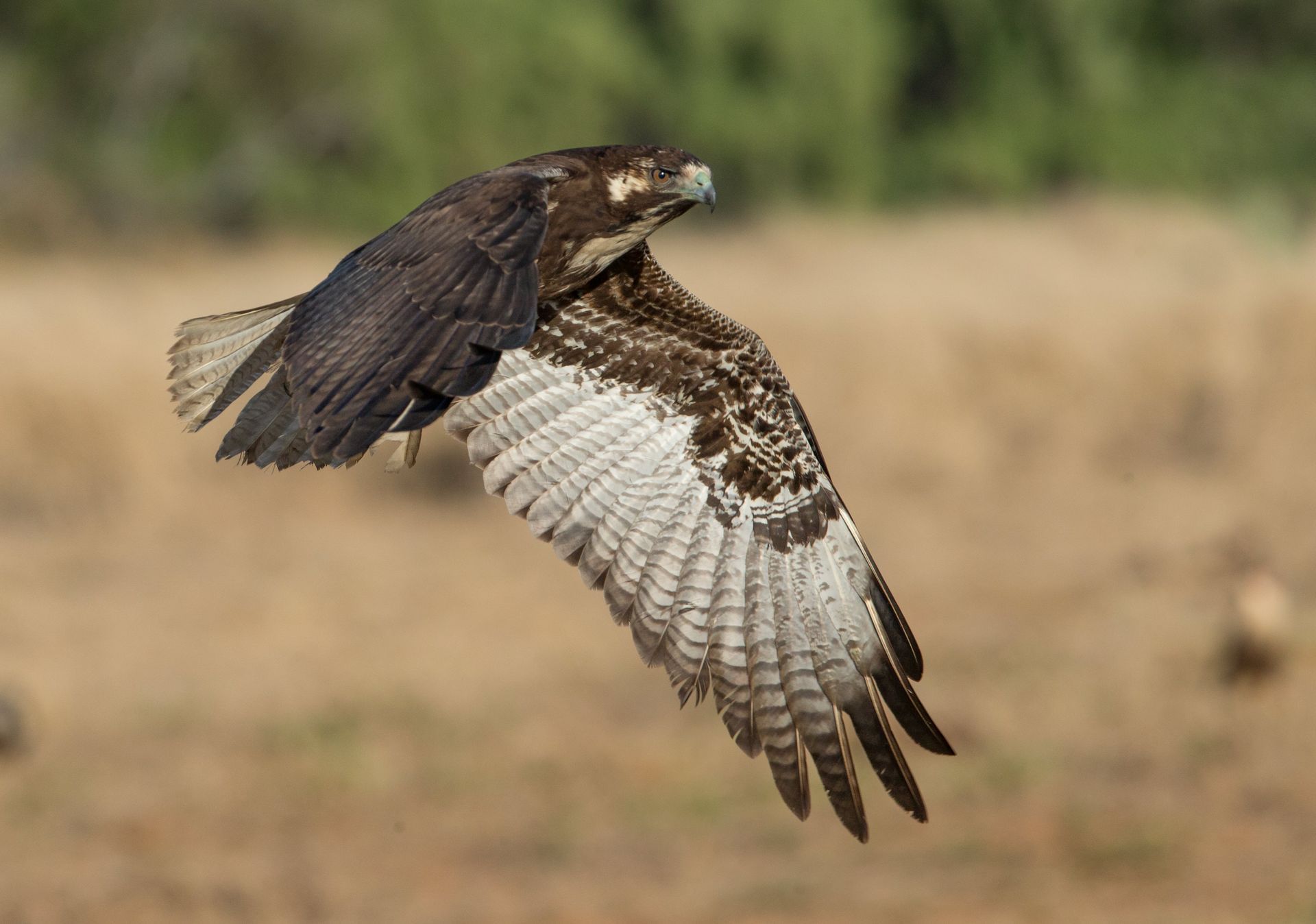 A bird is flying over a field with its wings spread.