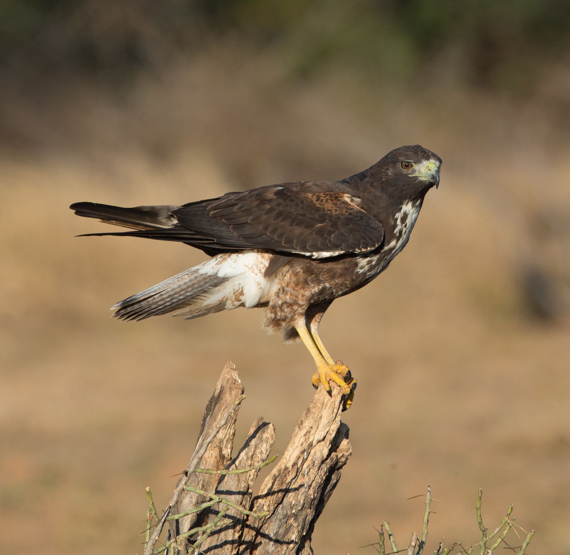 A bird perched on a tree branch in a field