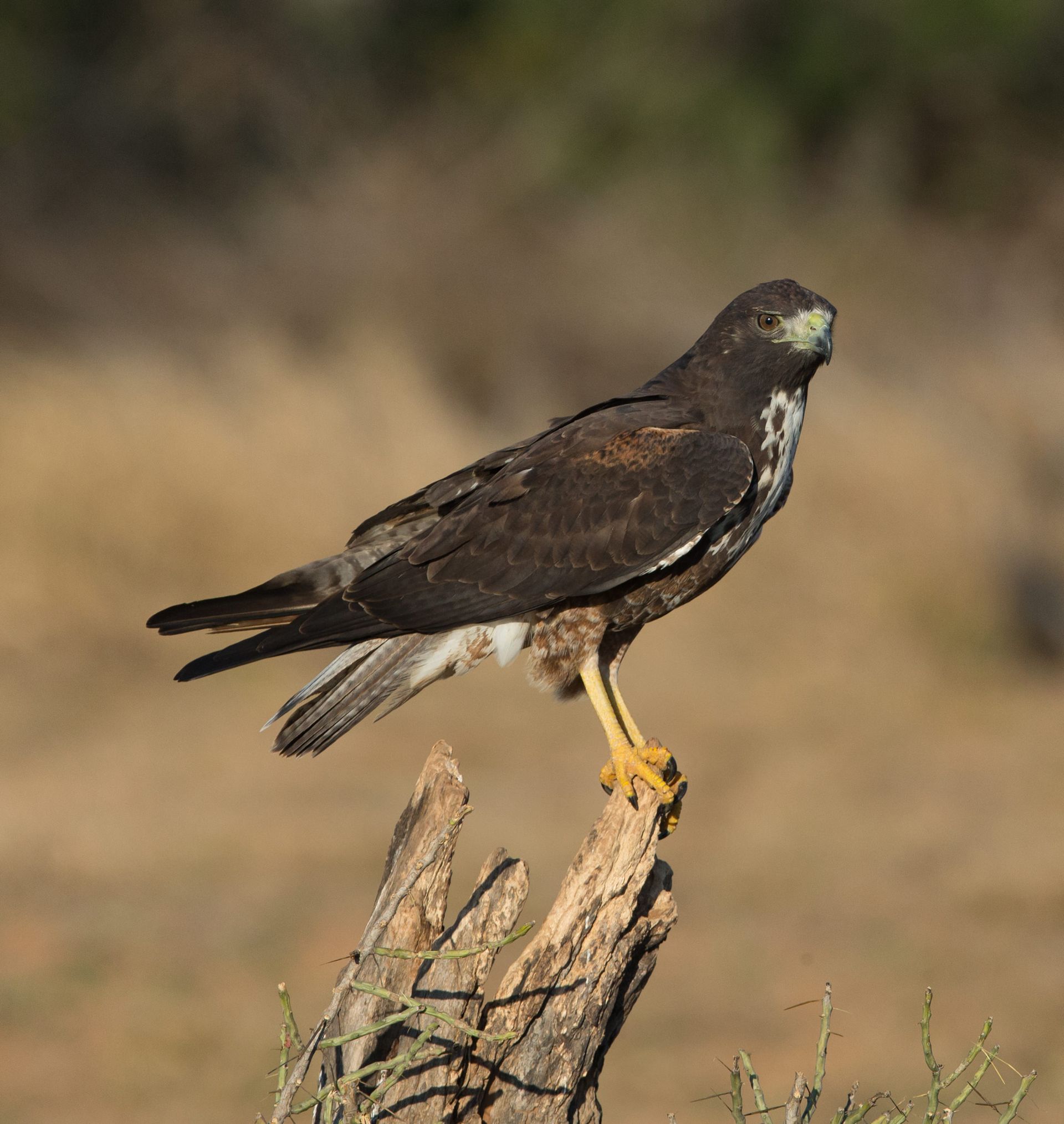 A bird perched on a tree branch in a field